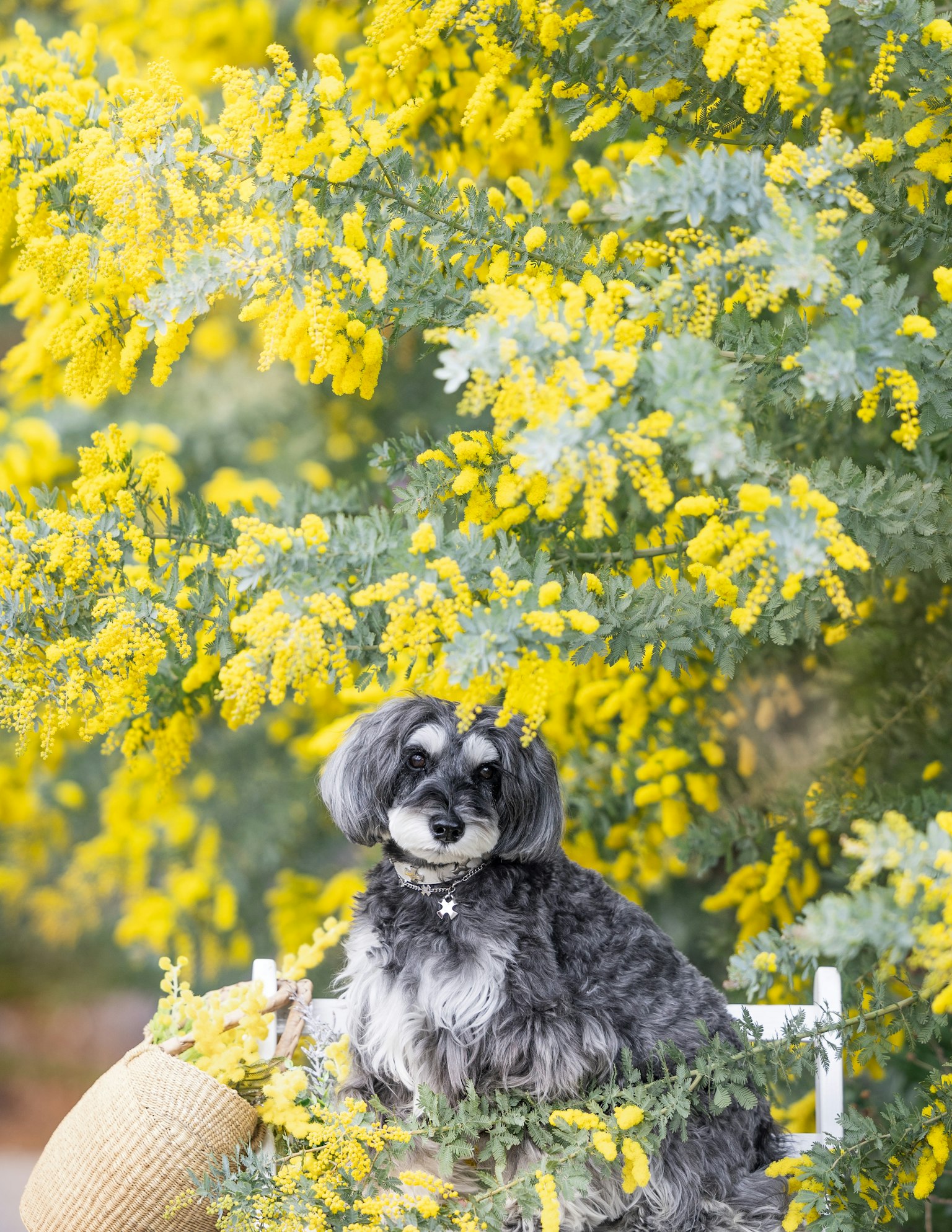 Chien assis devant des fleurs jaunes vibrantes