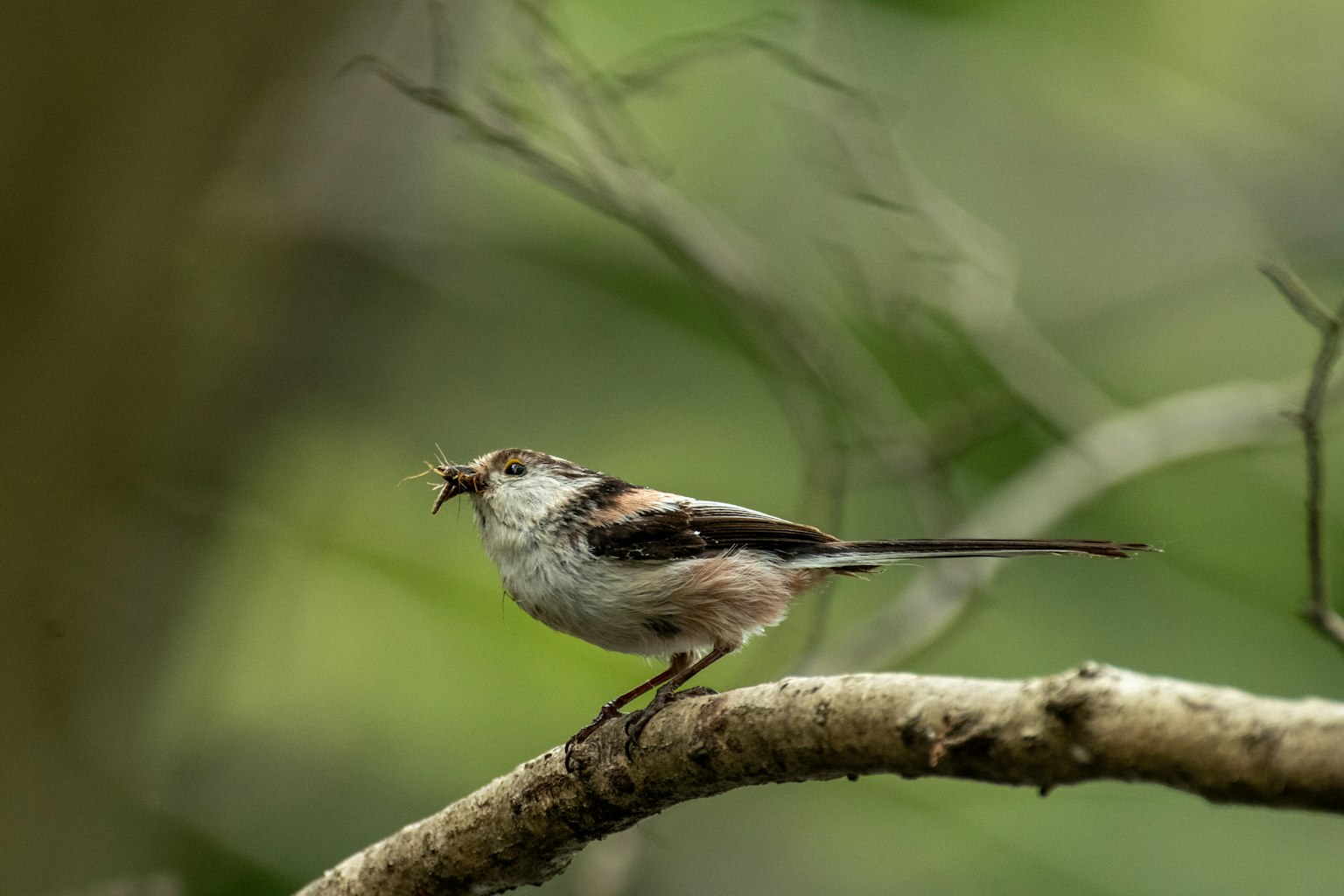 A small bird perched on a branch The bird has gray and brown feathers with a long tail