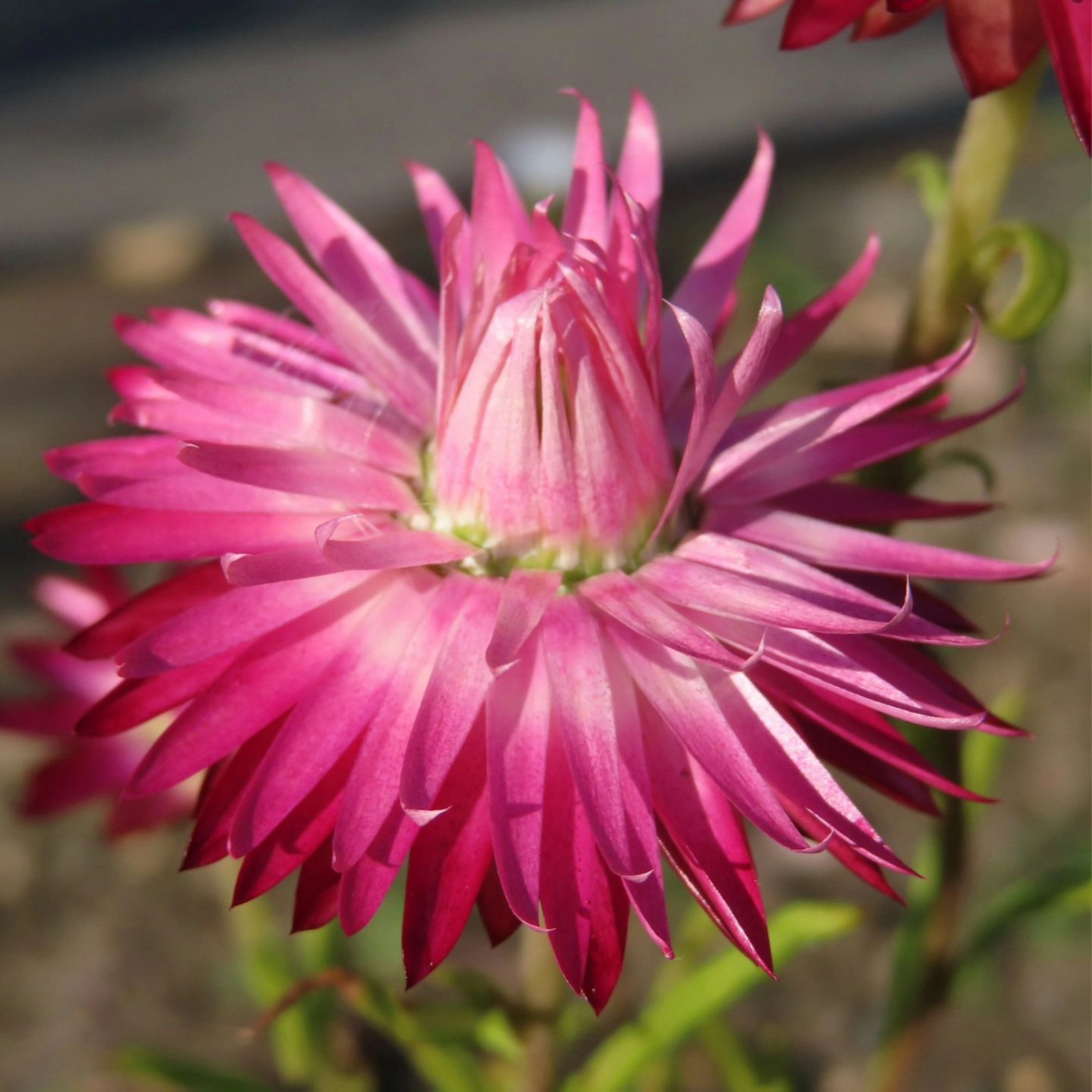 Primer plano de una flor rosa vibrante con pétalos espinosos