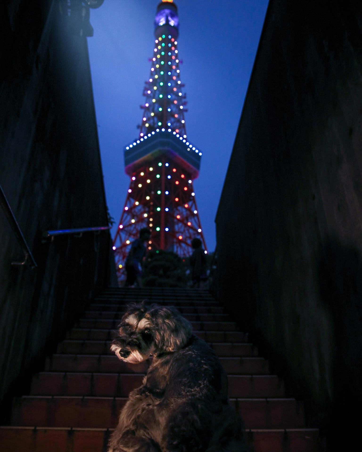 Anjing di tangga dengan Menara Tokyo yang diterangi di malam hari