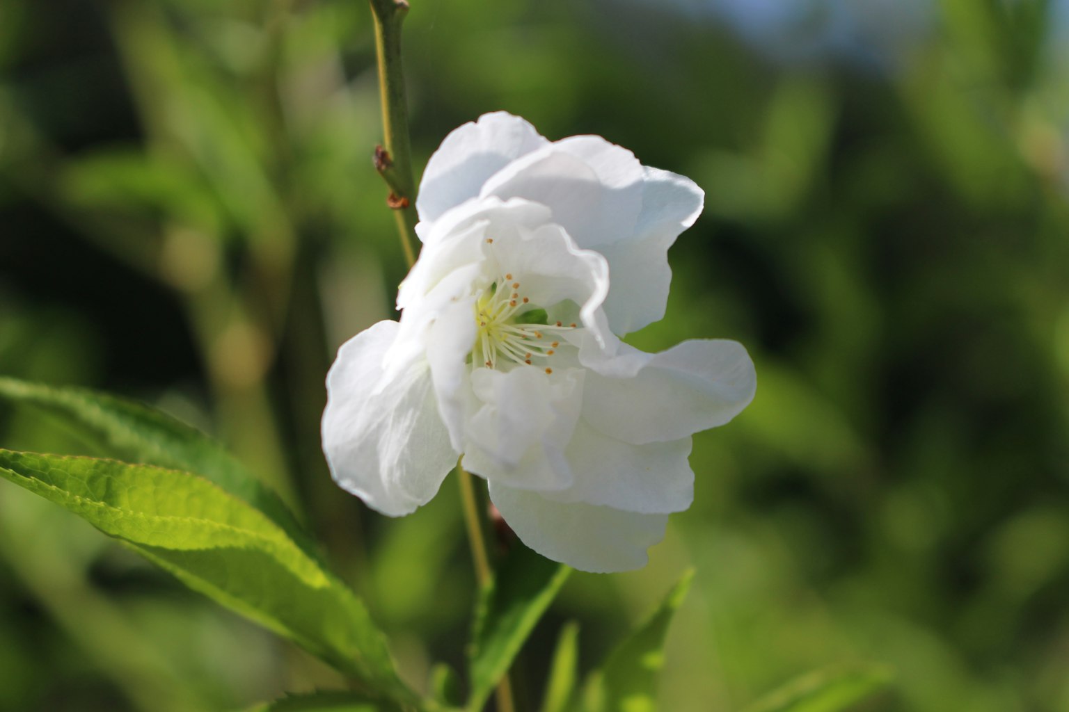 A white flower surrounded by green leaves