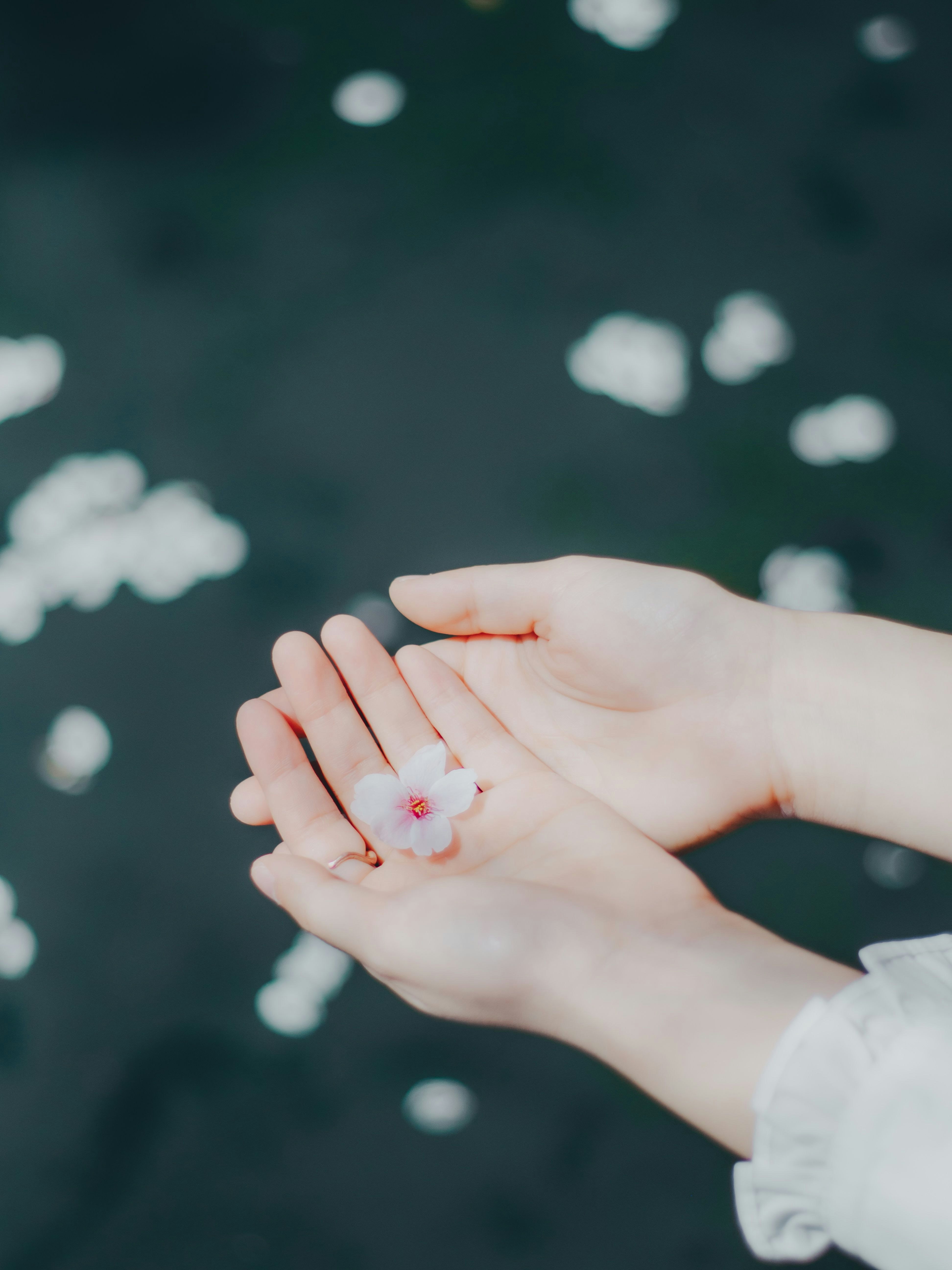 mani con un piccolo fiore e un anello