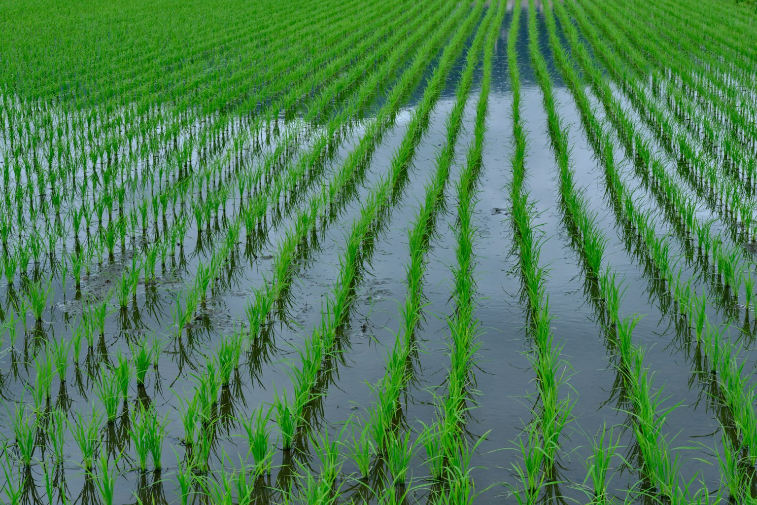Paysage de rizière verte luxuriante avec des rangées droites de riz reflétées dans l'eau