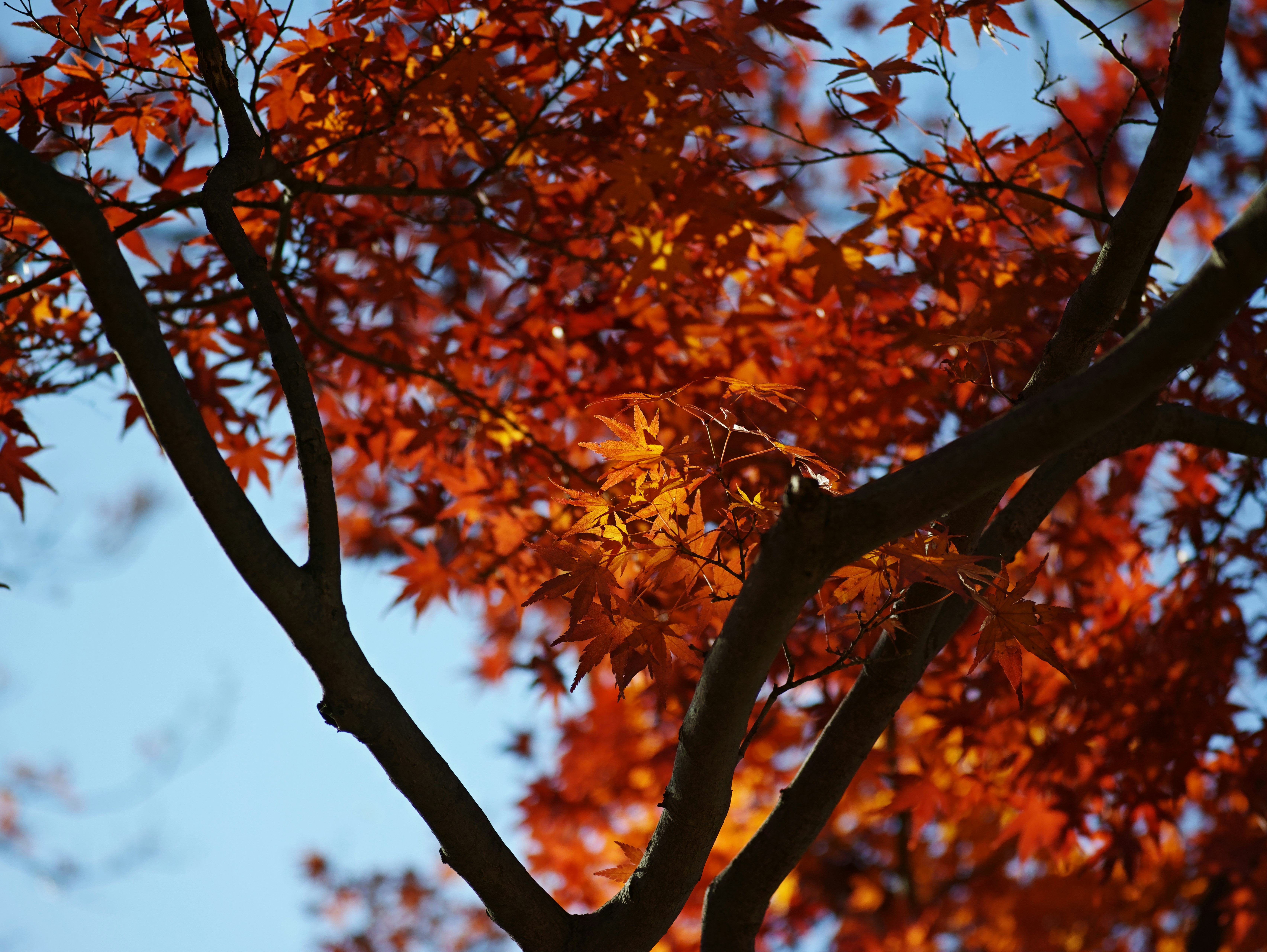 紅葉の枝と空を見上げる秋の木々