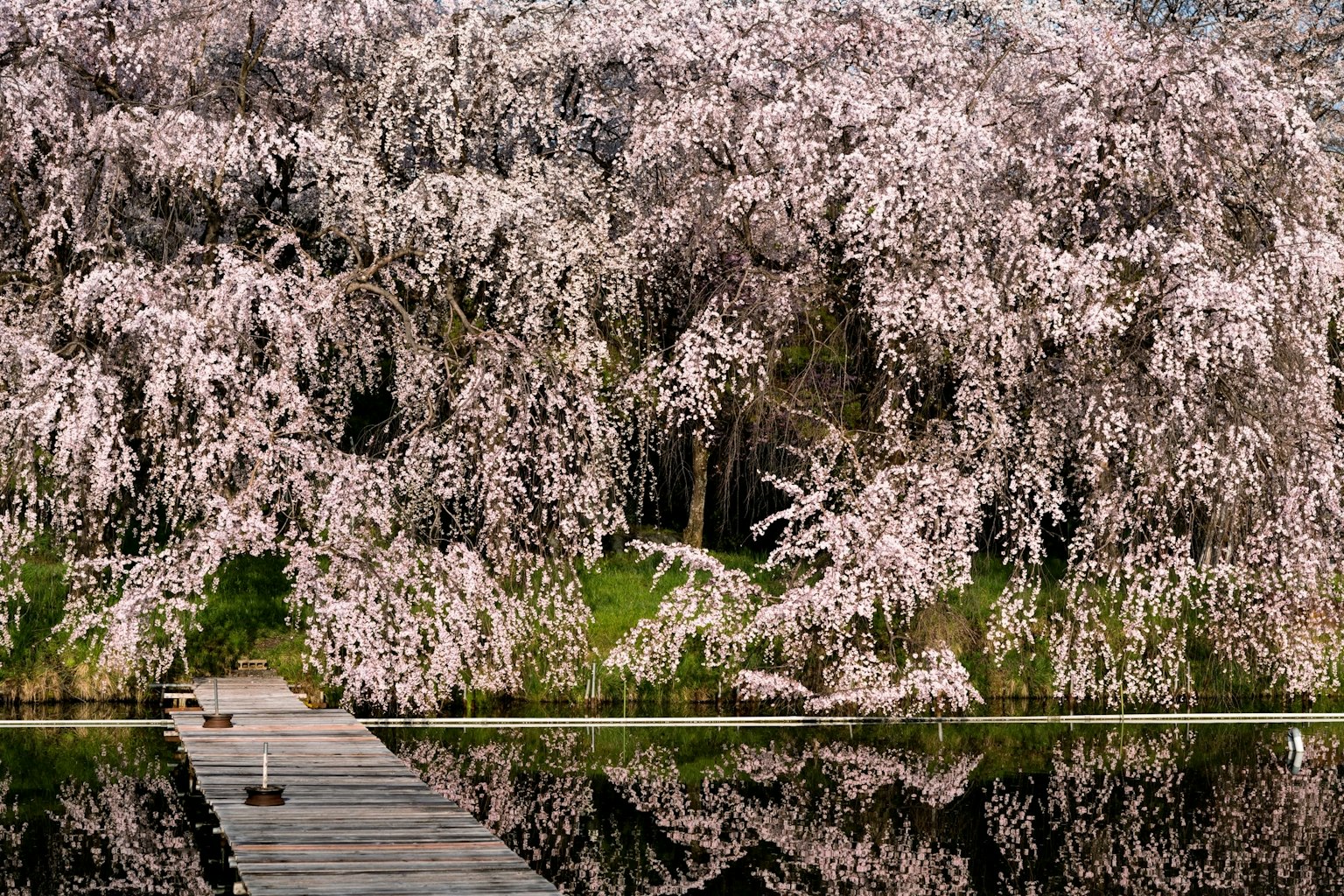 Bellissimi alberi di ciliegio che si riflettono sull'acqua