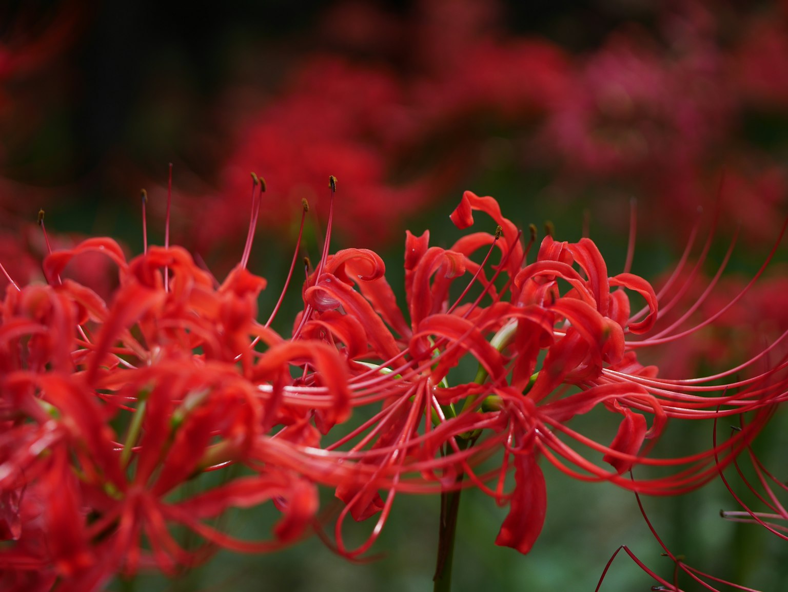 Close-up of vibrant red spider lilies with blurred red flowers in the background