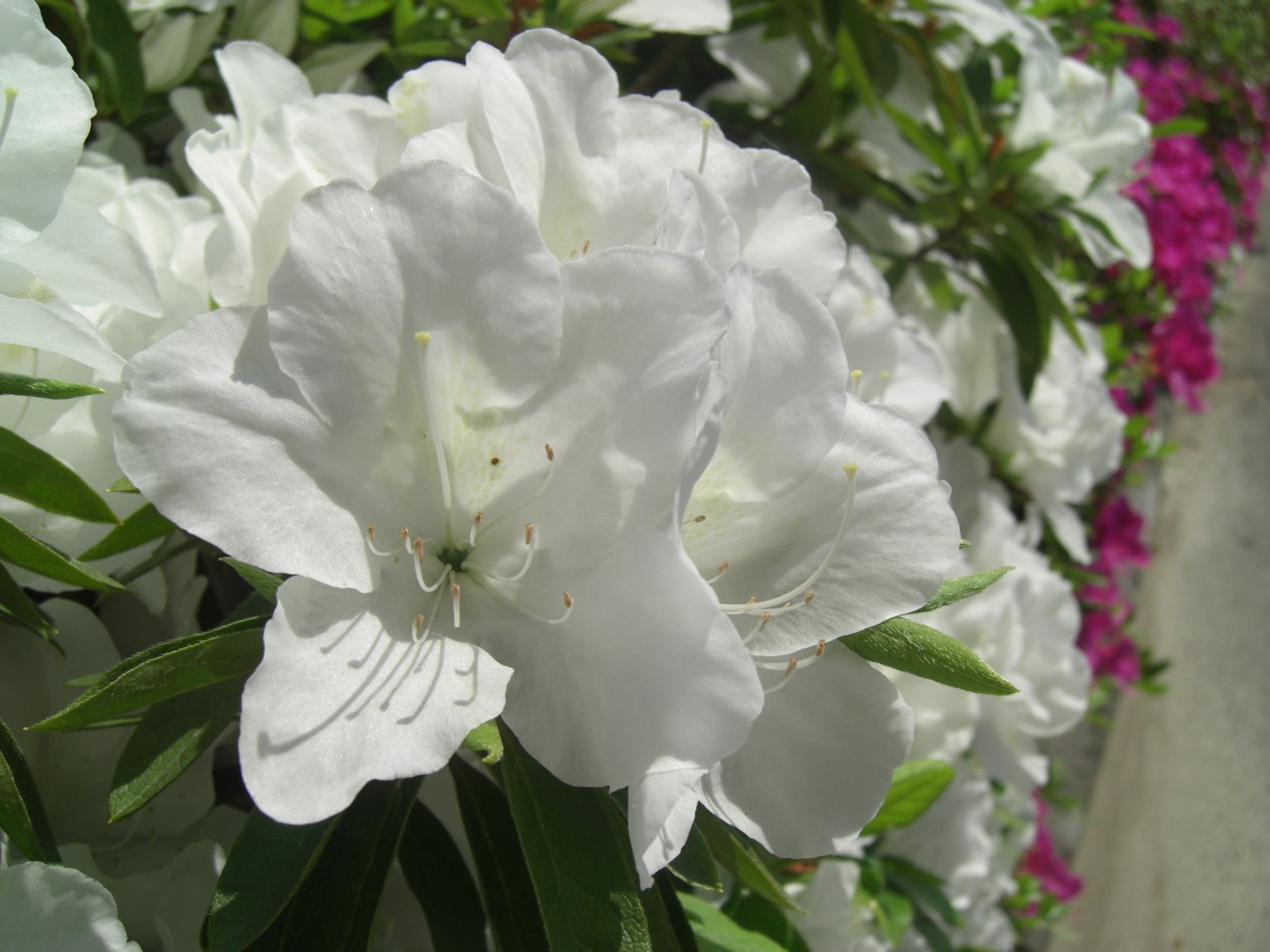 Close-up of a white azalea flower in bloom