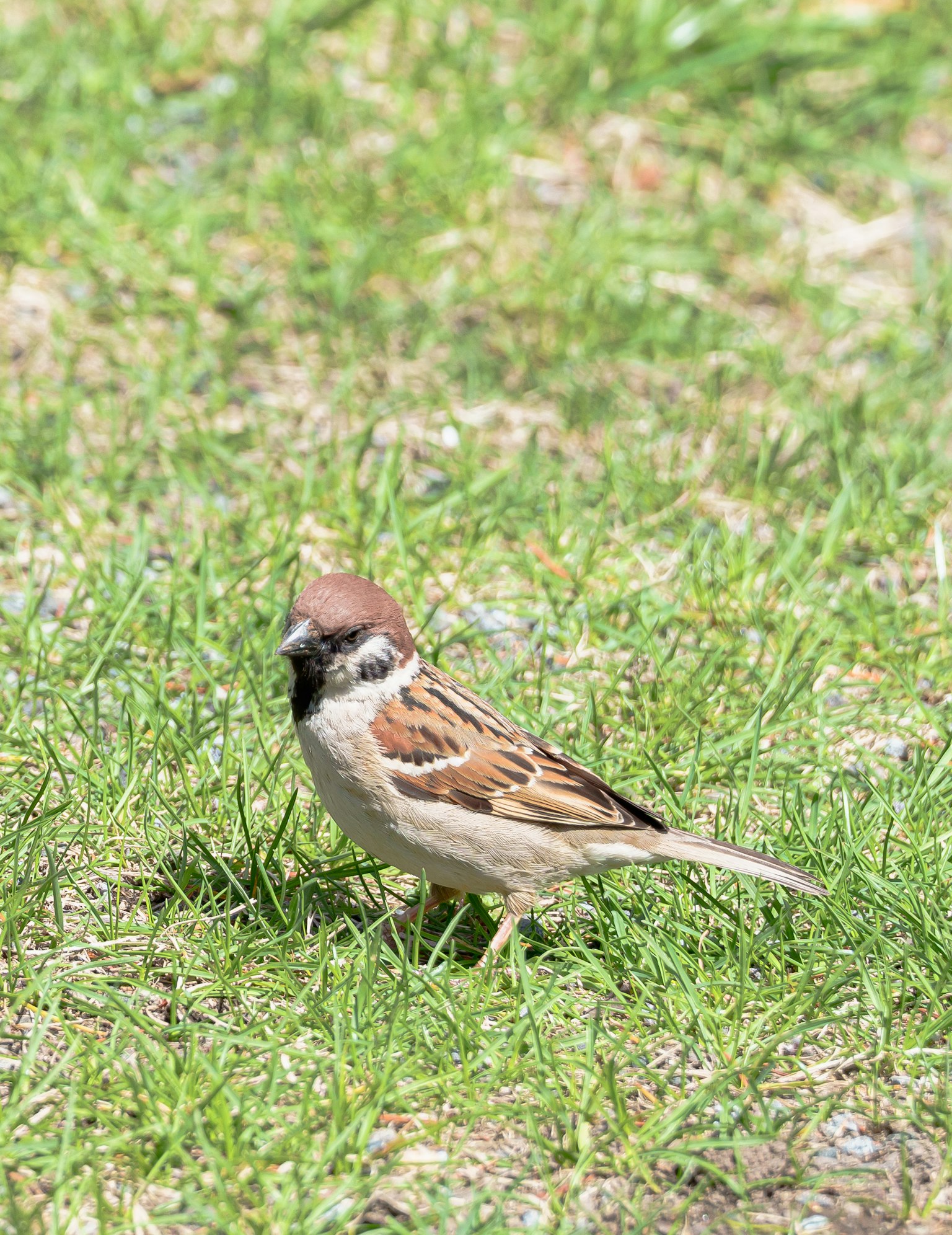 A small bird with a brown head standing on green grass