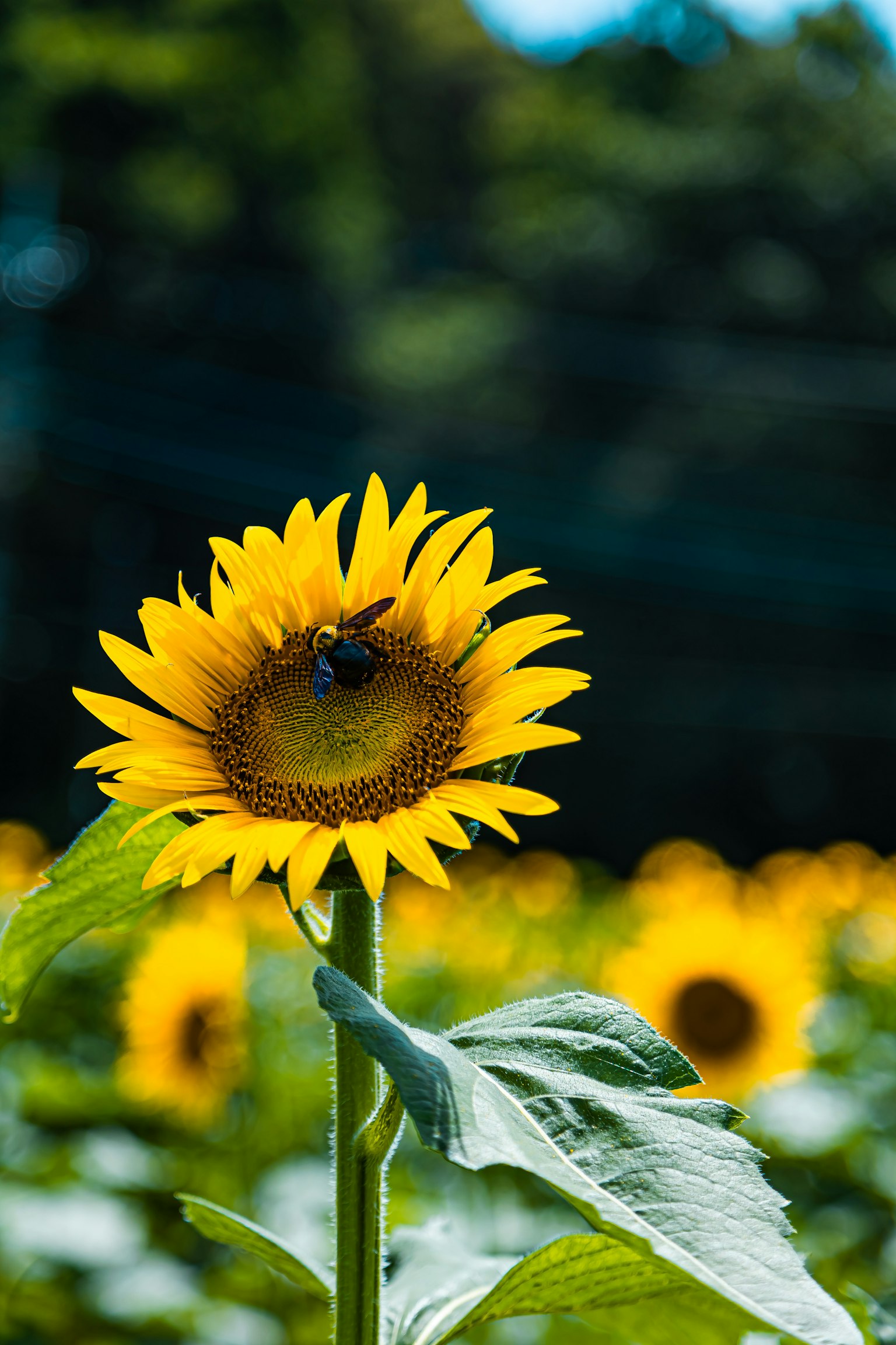 Tournesol lumineux avec une abeille et champ de tournesols environnant