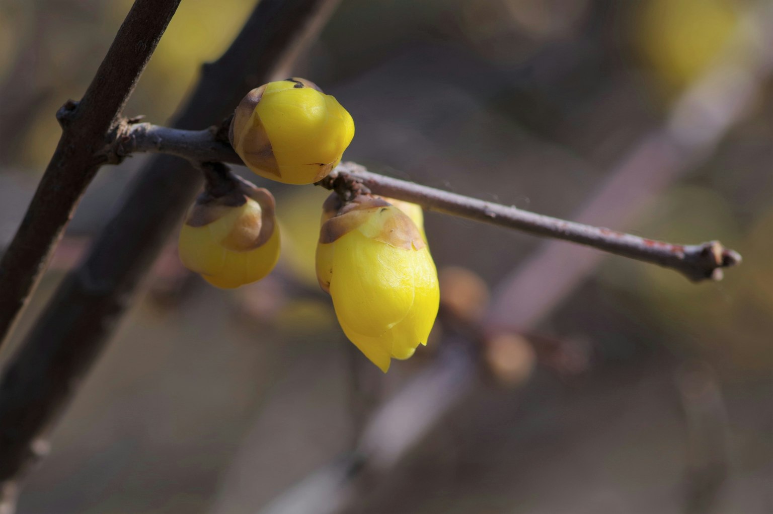 Kedekatan cabang dengan tunas bunga kuning