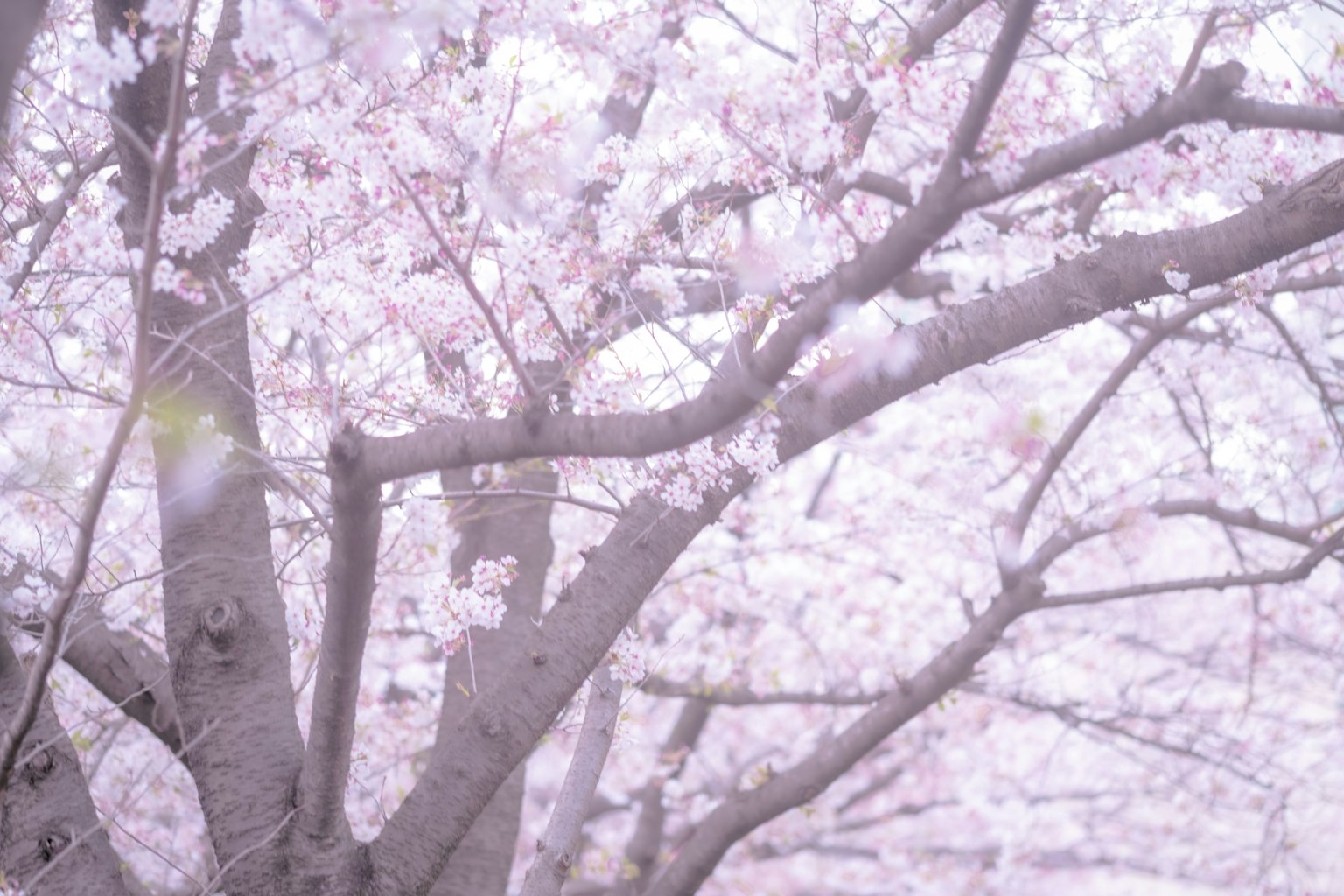 photo-phy0JONSRAvbvDrWeEY0-image