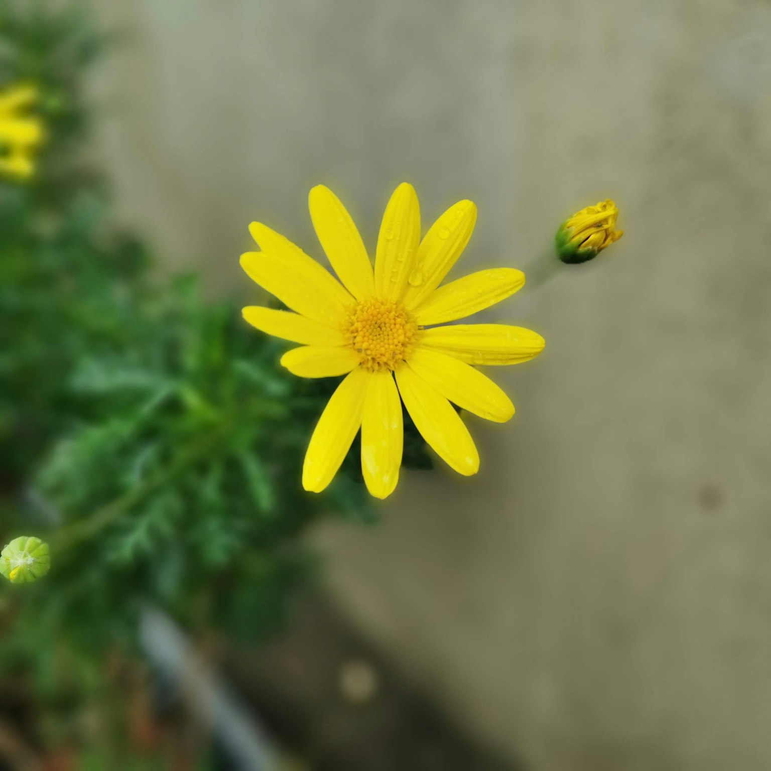 Eine leuchtend gelbe Blume mit einer Knospe in der Nähe