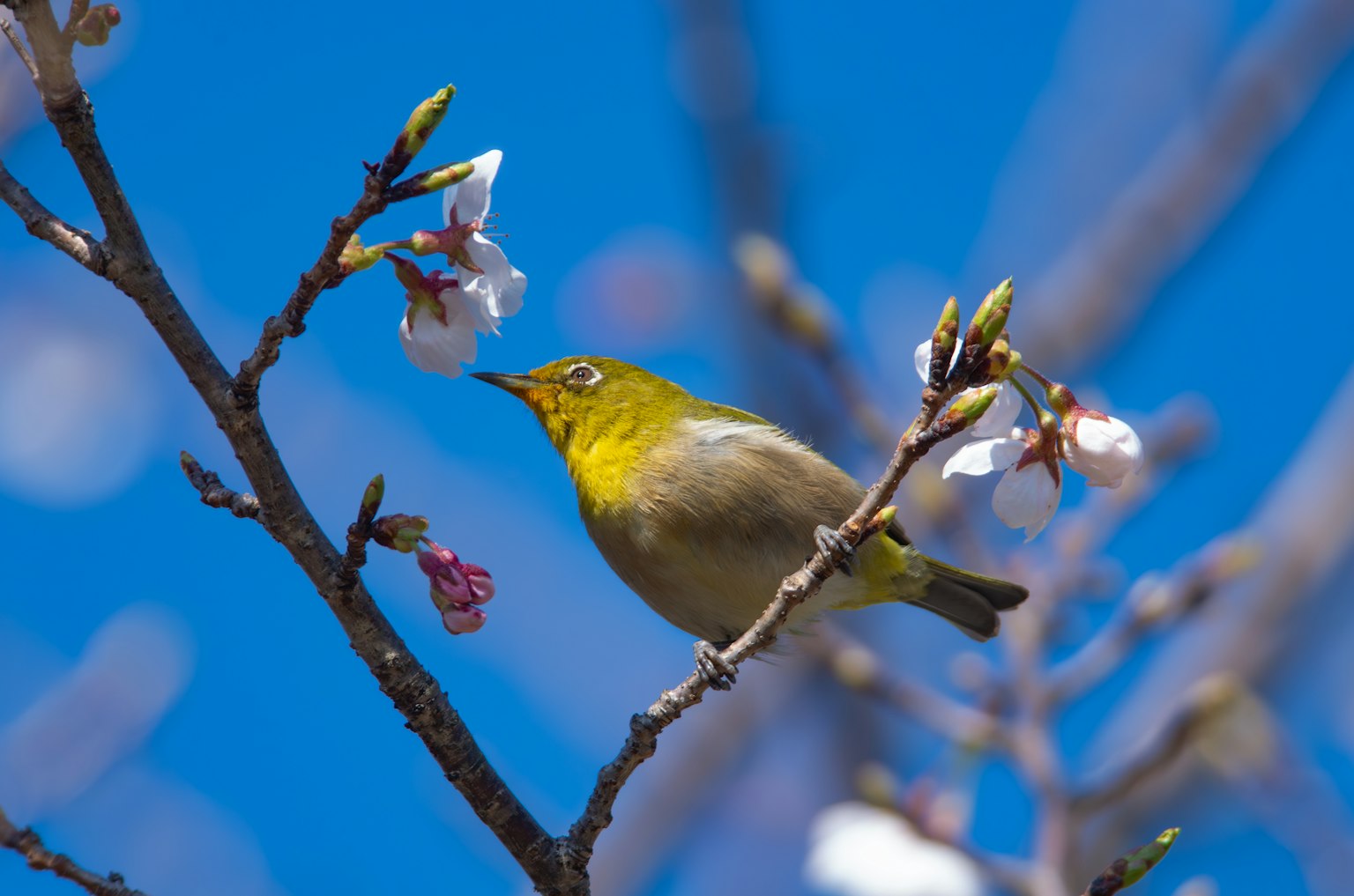 Burung kuning kecil di dekat bunga sakura di bawah langit biru