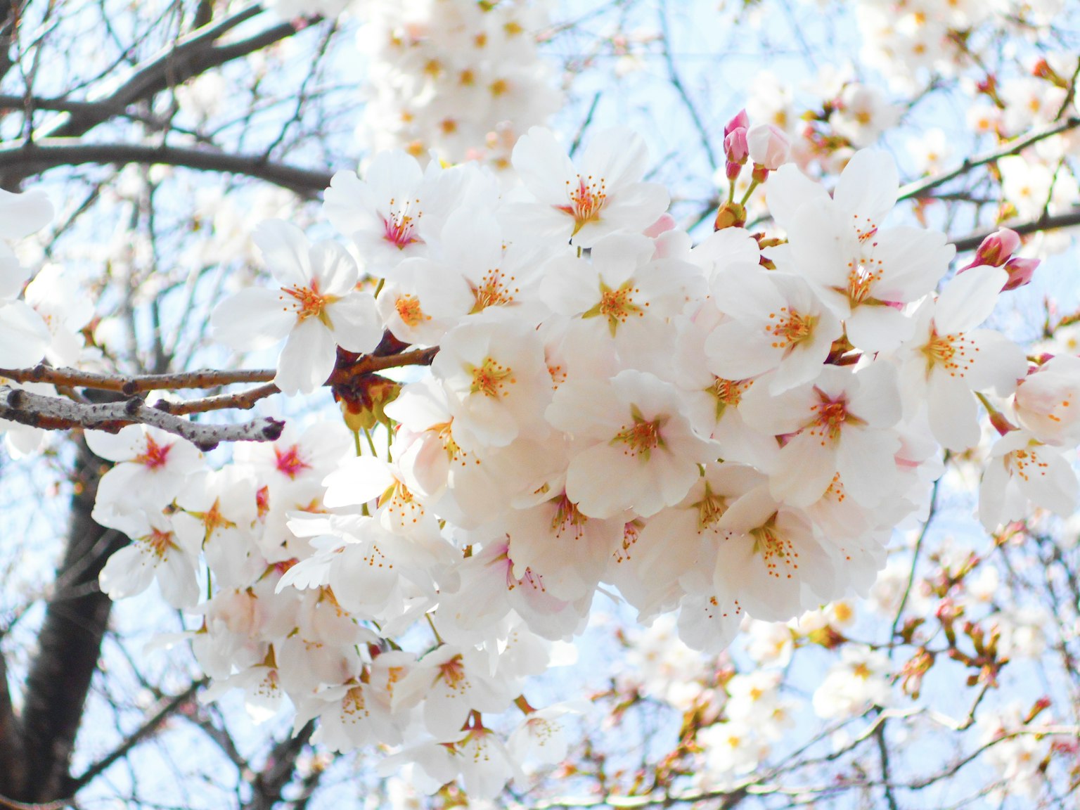 Close-up of cherry blossom branches with clusters of white flowers featuring yellow centers
