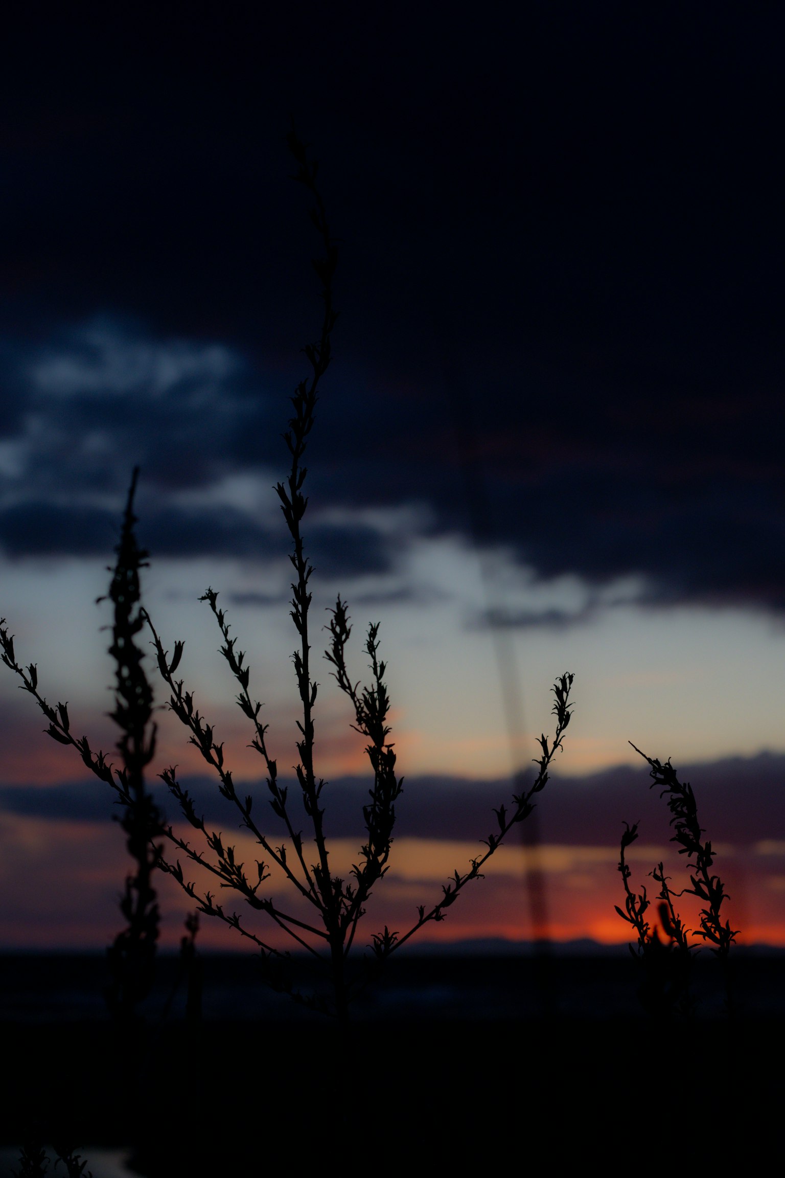 Silhouette von Pflanzen vor einem dunklen Himmel mit Sonnenuntergangsfarben