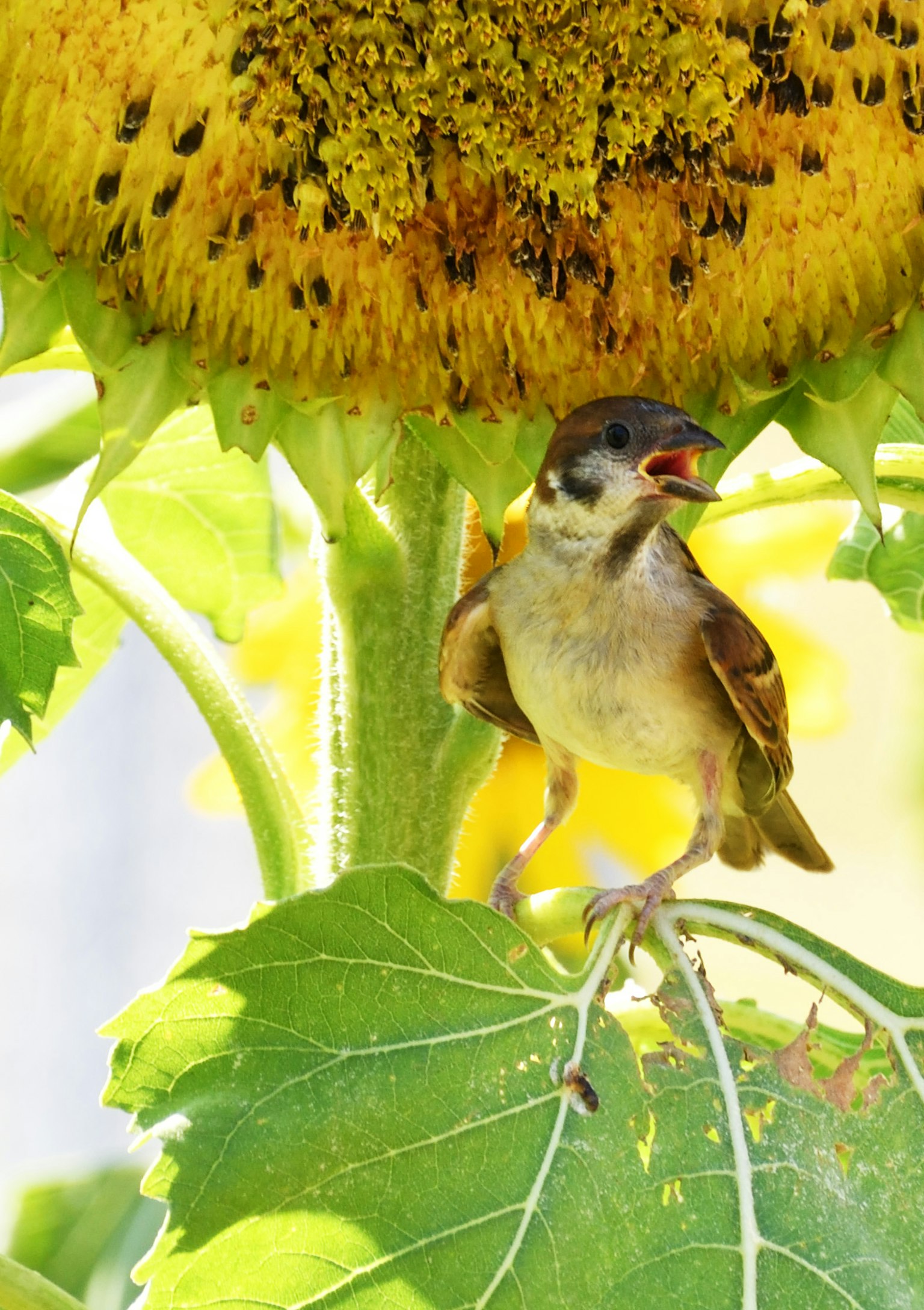 Un piccolo uccello che canta sotto un girasole