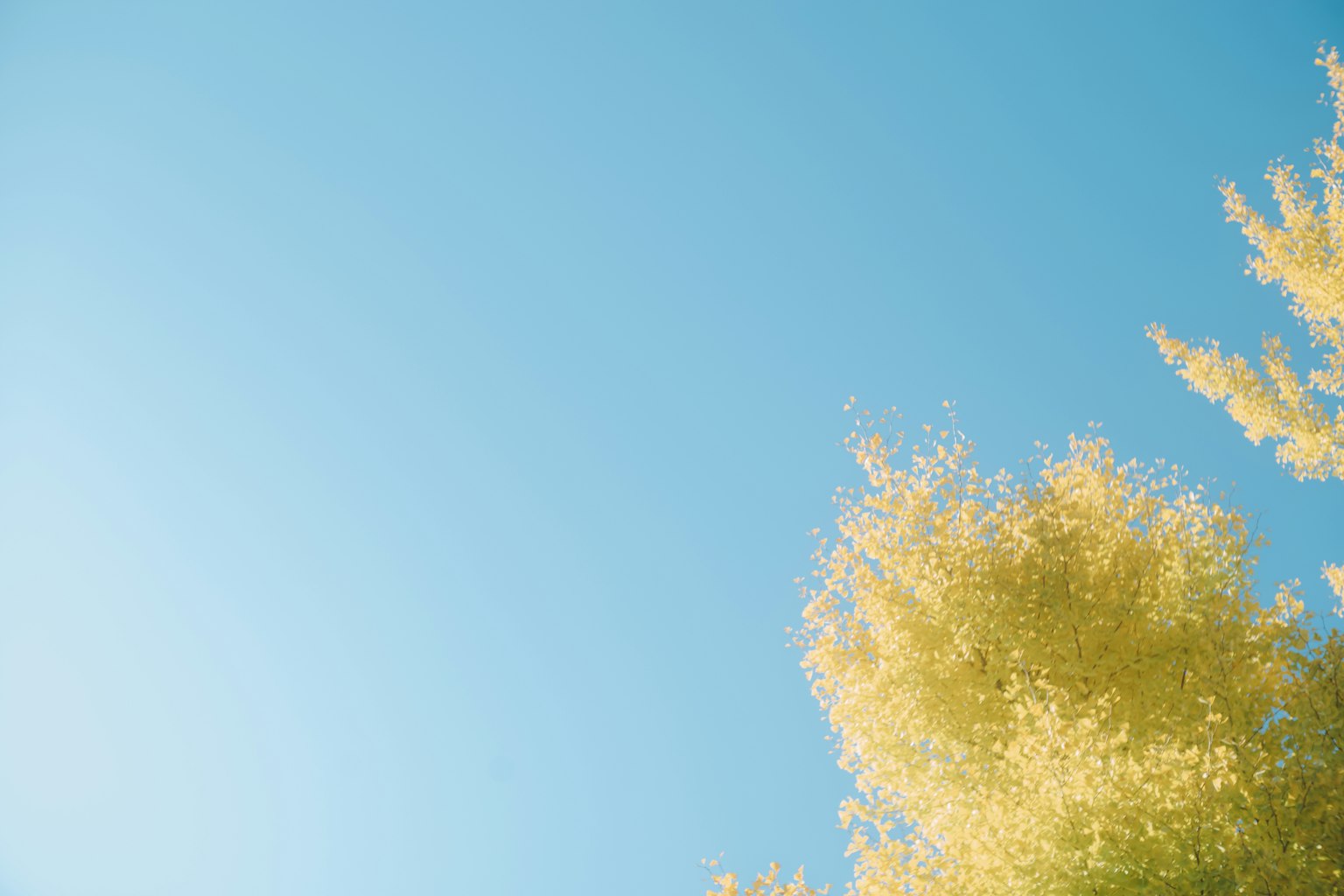 Cielo blu brillante con foglie gialle