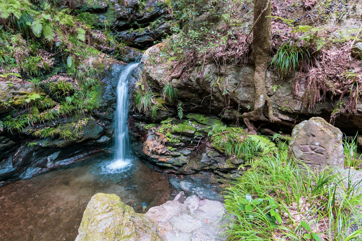 Una scena serena di una piccola cascata che si versa in una pozza circondata da una vegetazione lussureggiante