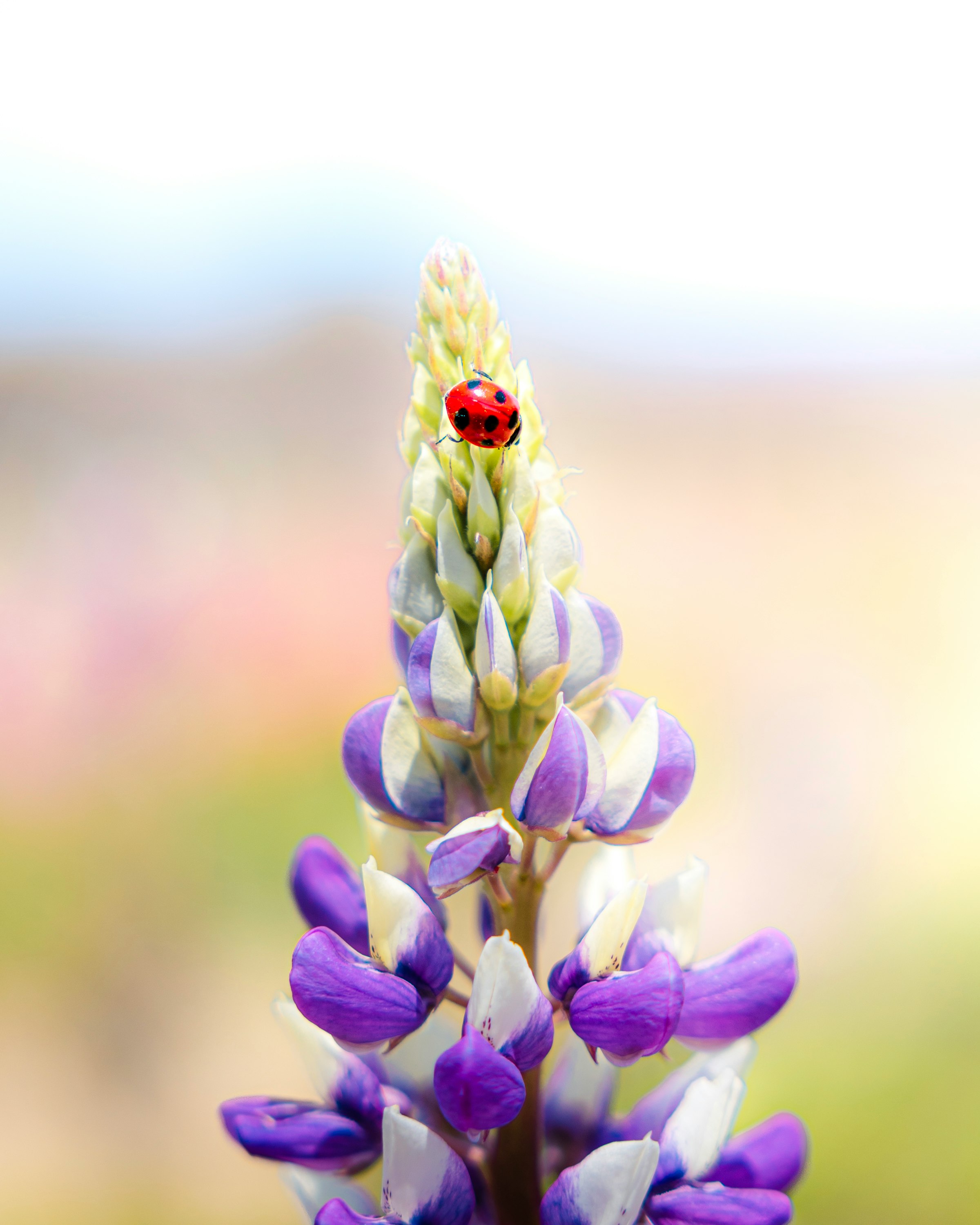 Ladybug on purple and white flower spikes