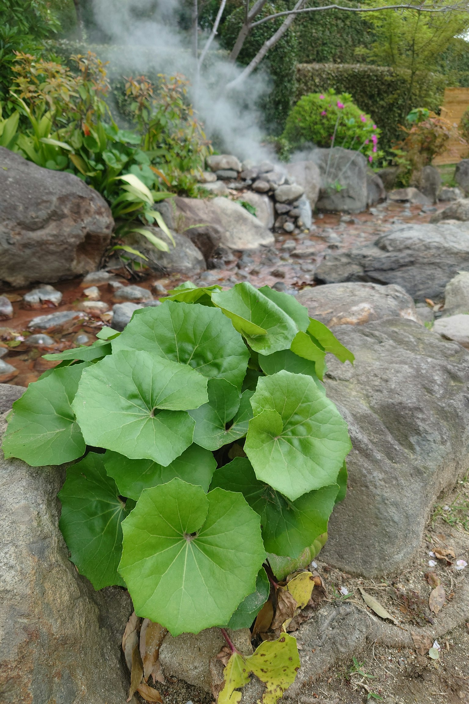茂盛的綠色植物，旁邊有一條小溪