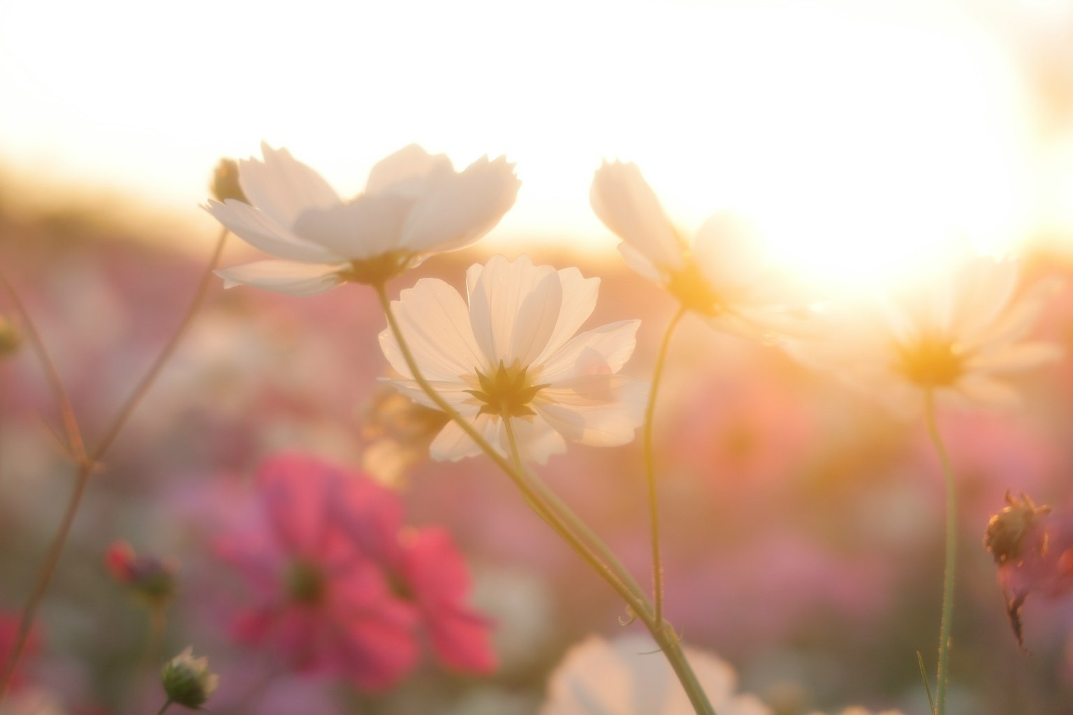 夕日を背景にした花畑の白い花とピンクの花のクローズアップ