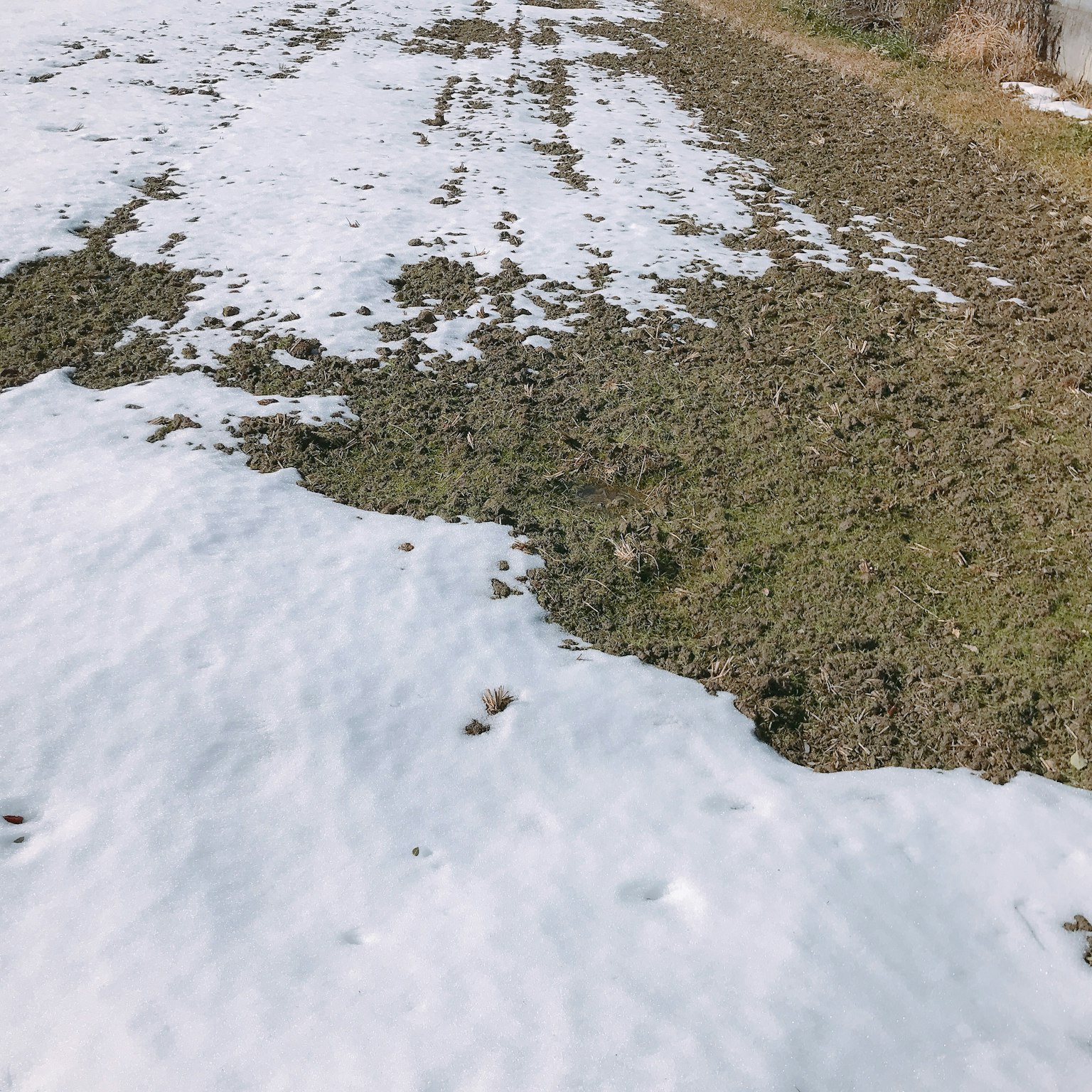 Paysage avec un mélange de neige et d'herbe