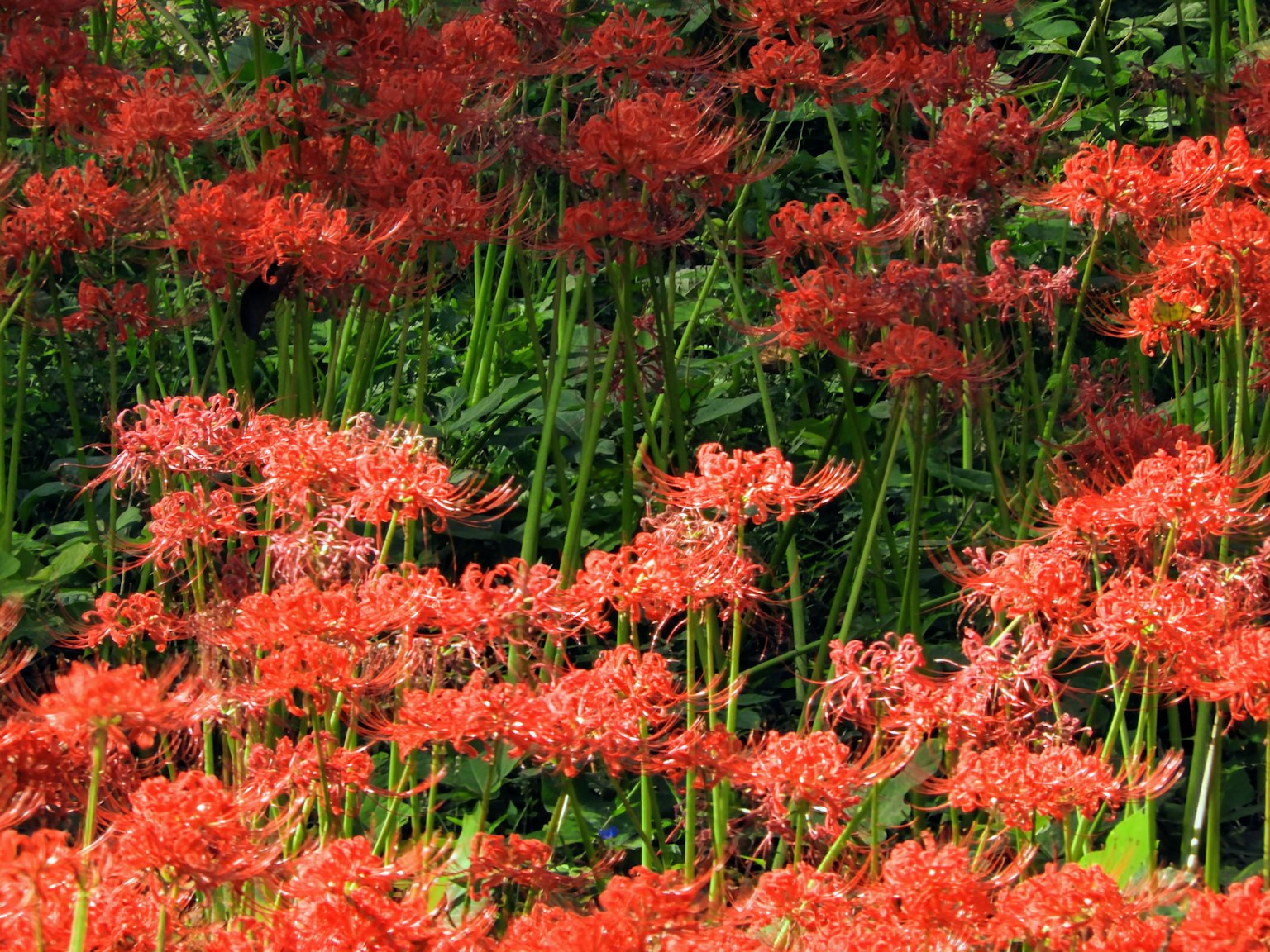 Un champ vibrant de lys araignée rouges en pleine floraison