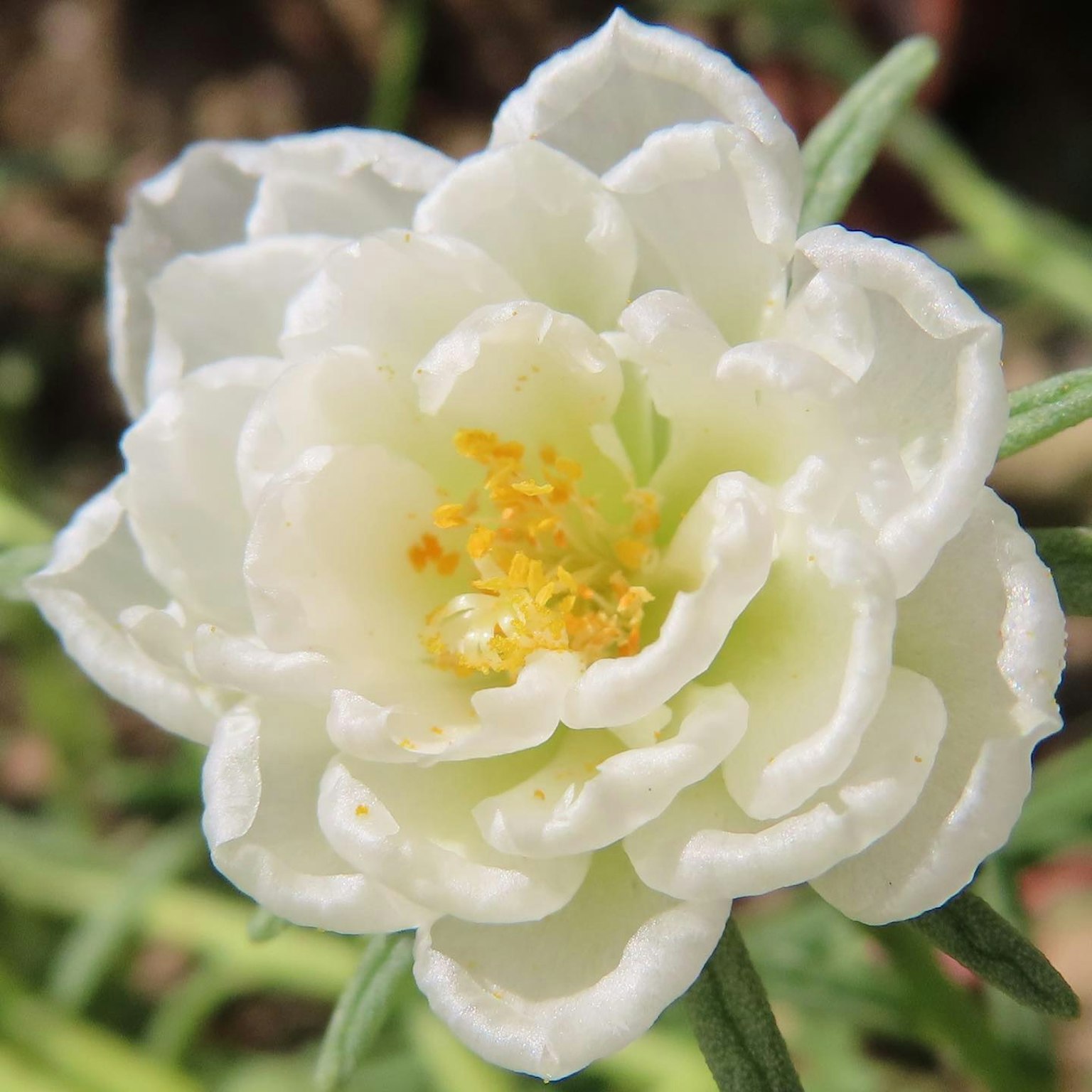 Primo piano di un fiore bianco con foglie verdi attorno