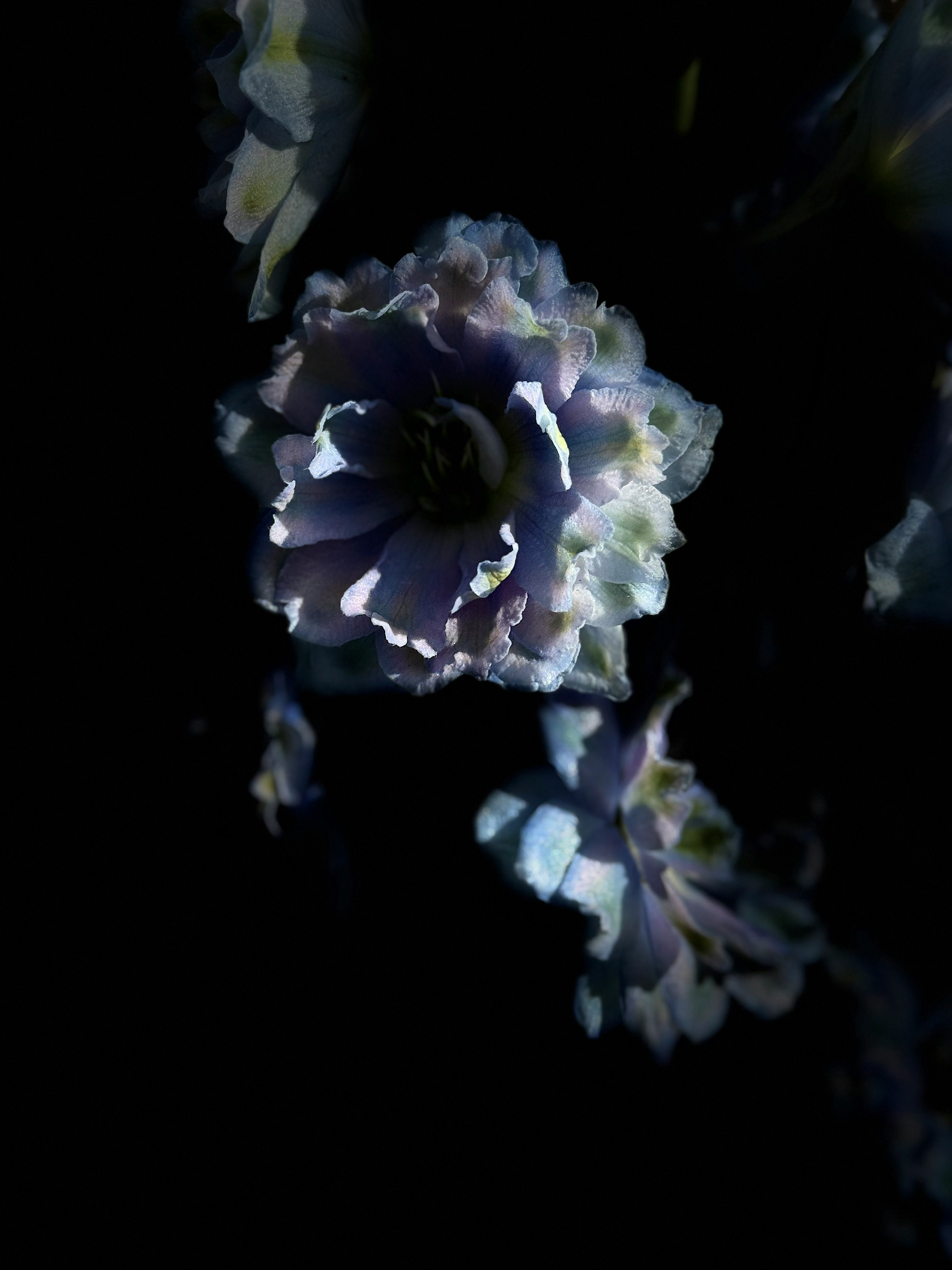 暗い背景に浮かぶデルフィニウムの青紫の花