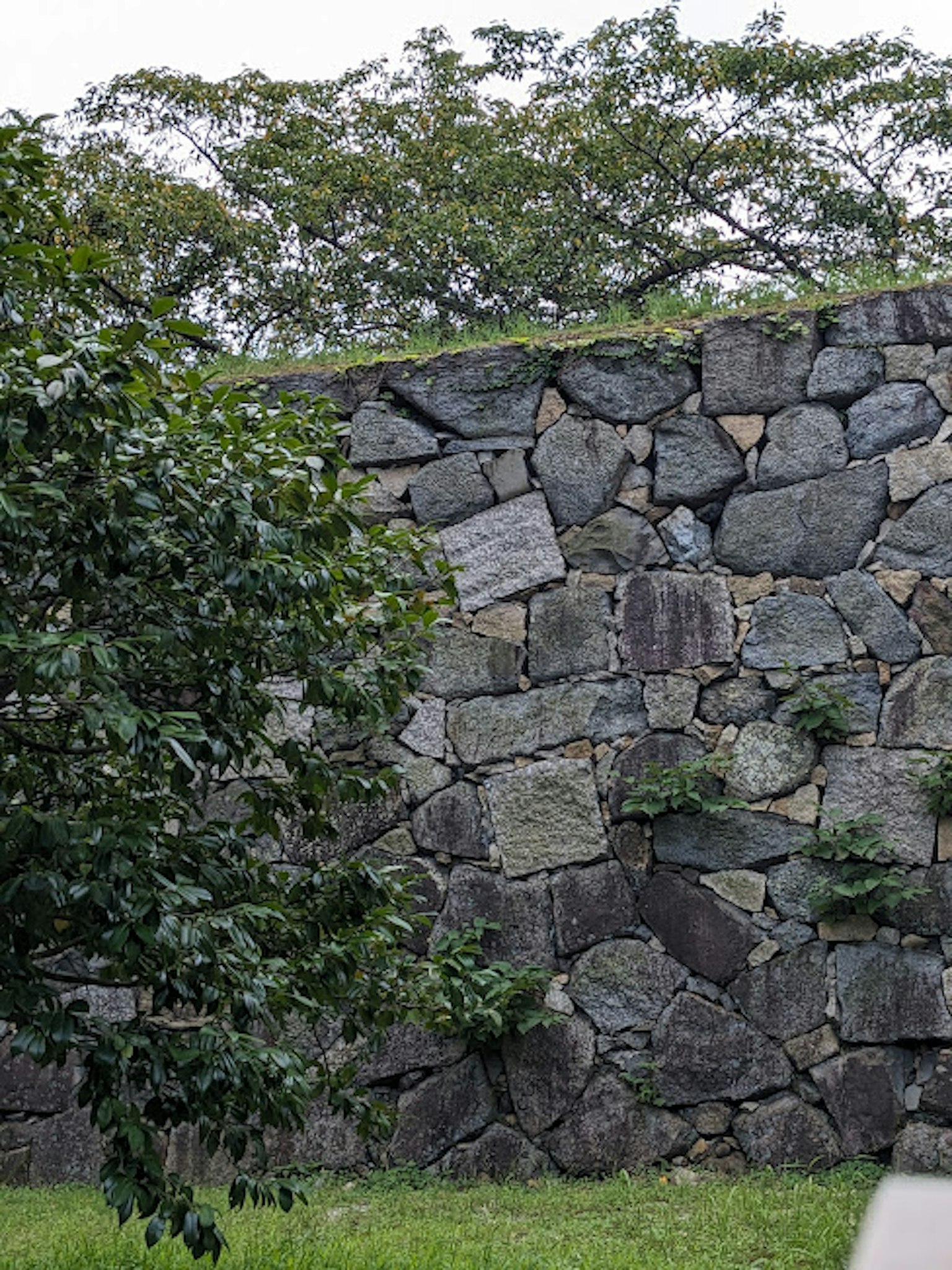 Muro de piedra con vegetación y árboles al fondo