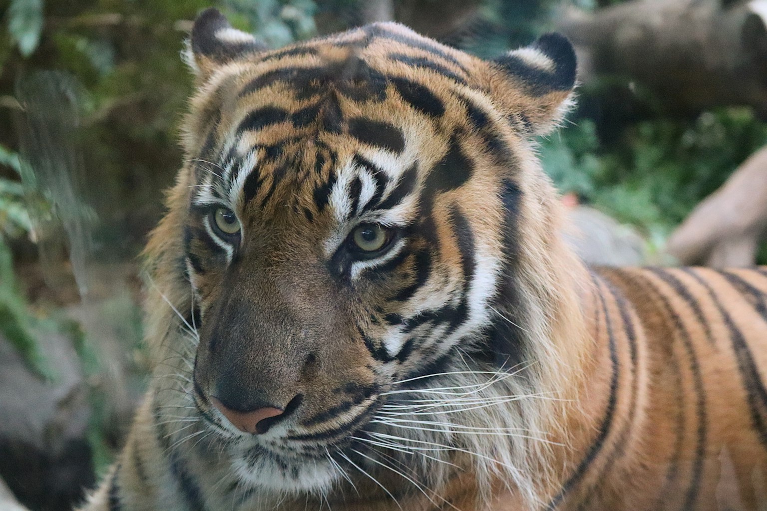 Gros plan d'un tigre majestueux avec un pelage orange vif et des rayures noires distinctives