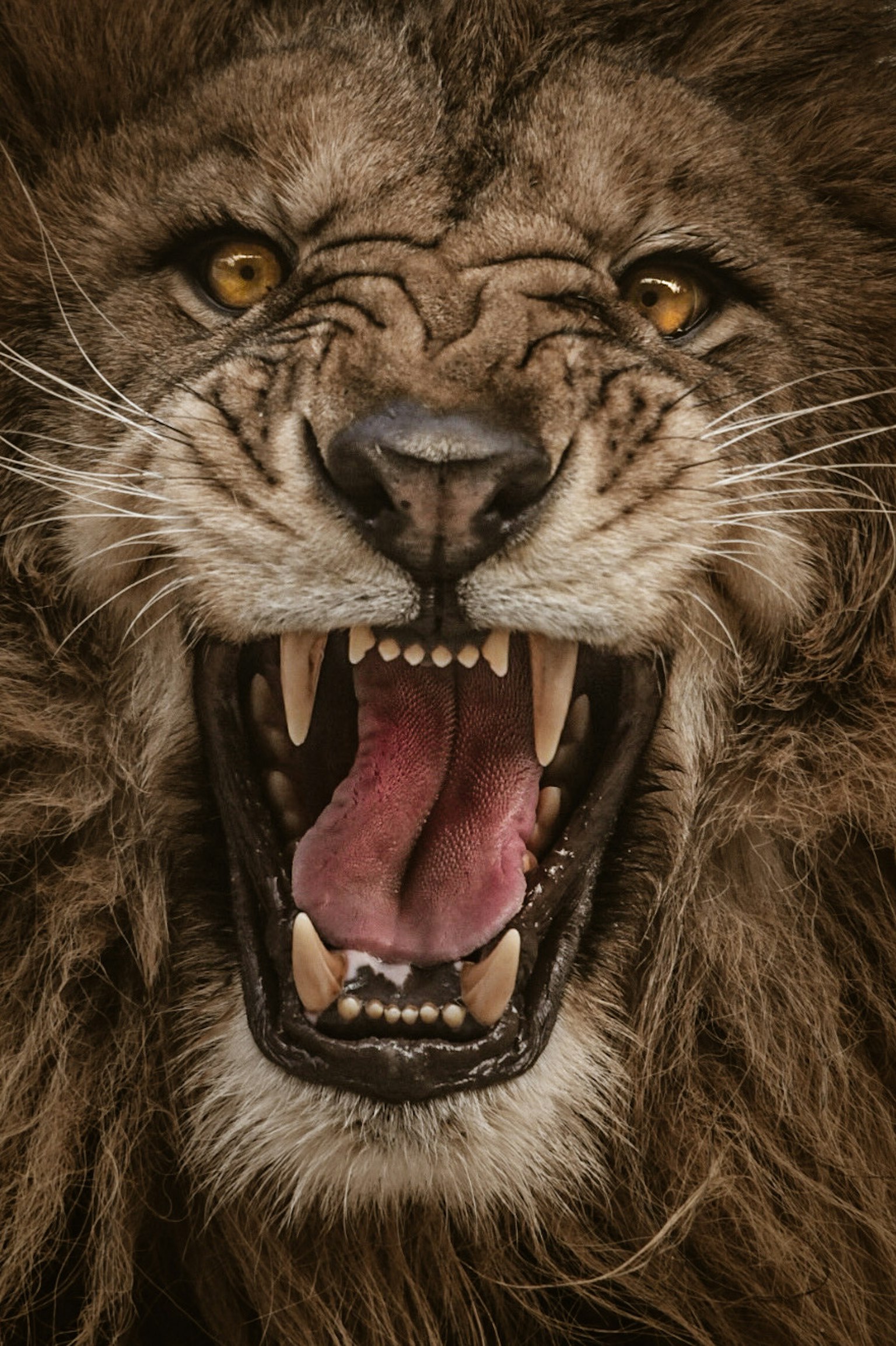 Gros plan du visage d'un lion rugissant avec des dents acérées et des yeux dorés