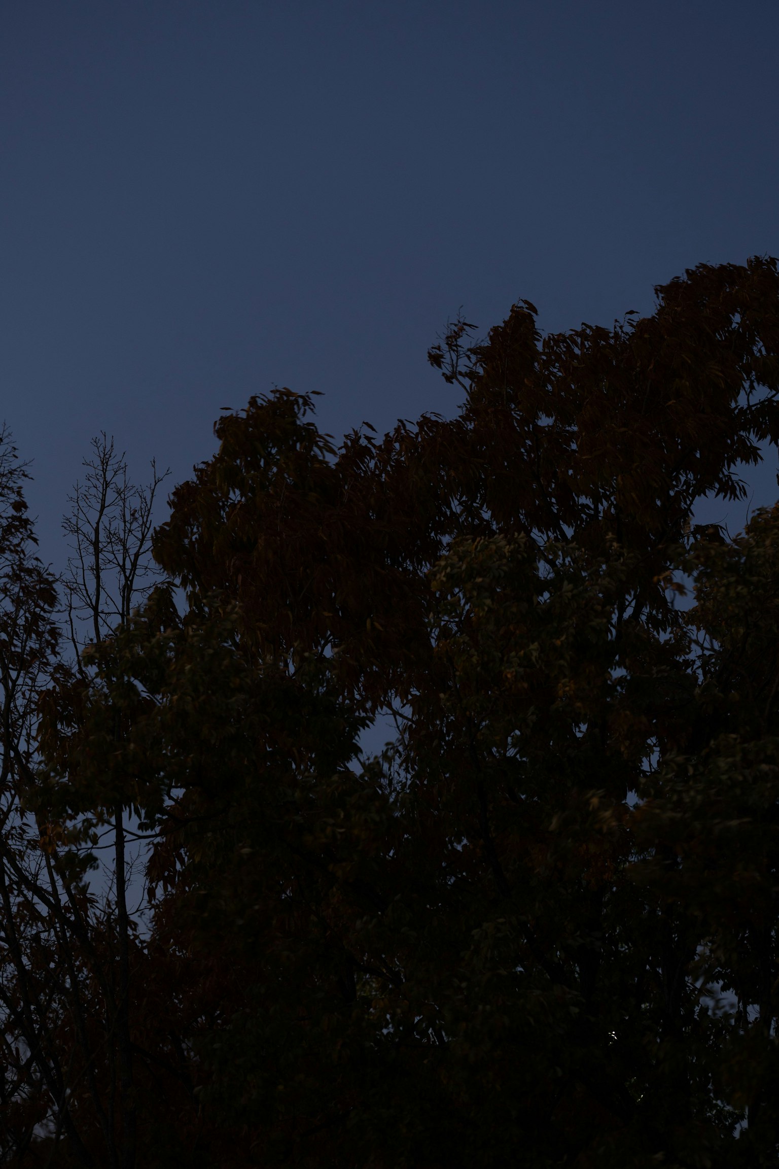 Silhouette di alberi contro un cielo notturno
