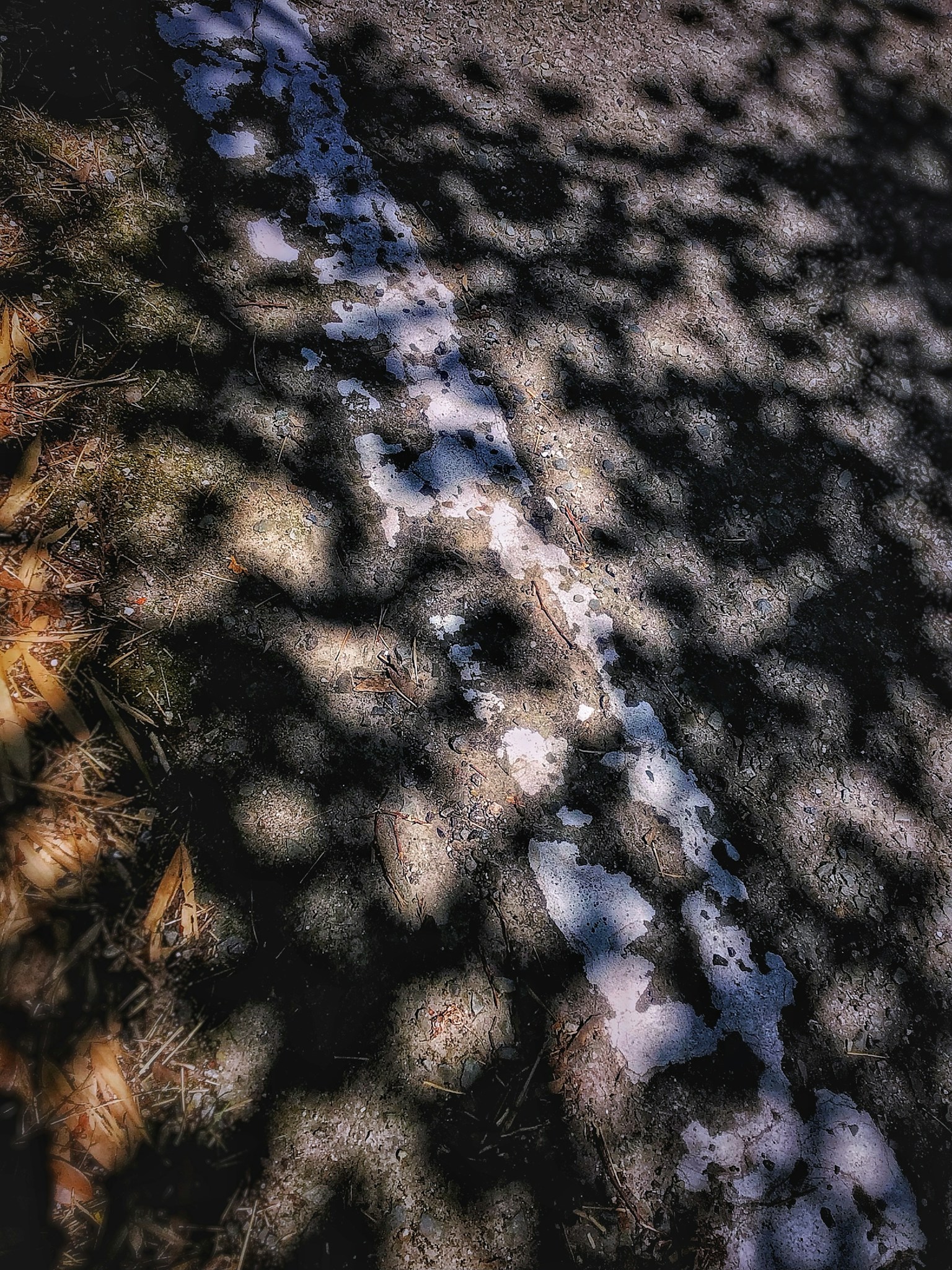 Primo piano di una strada con ombre e una linea bianca accanto all'erba