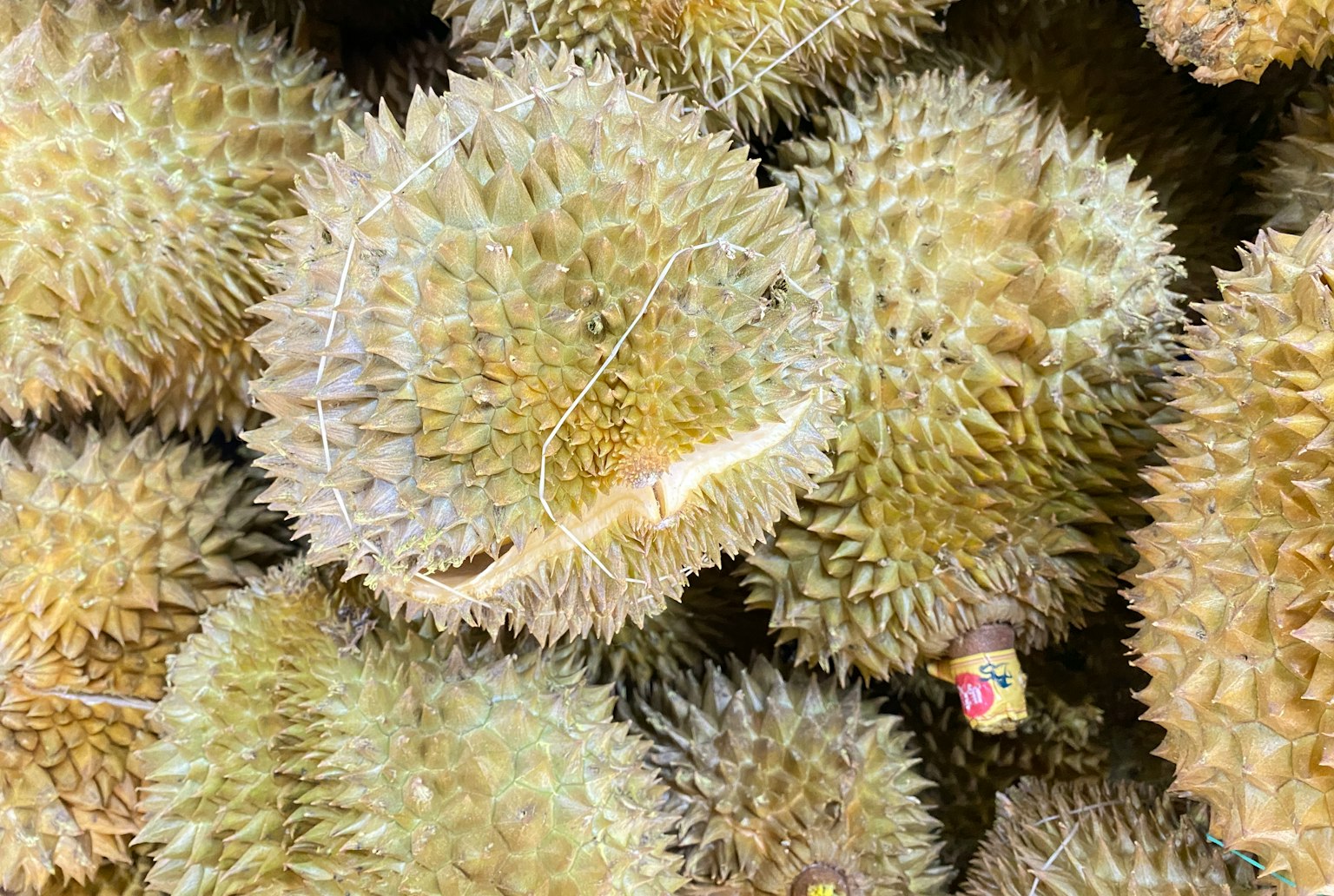 一群帶刺的榴蓮，表皮呈綠色