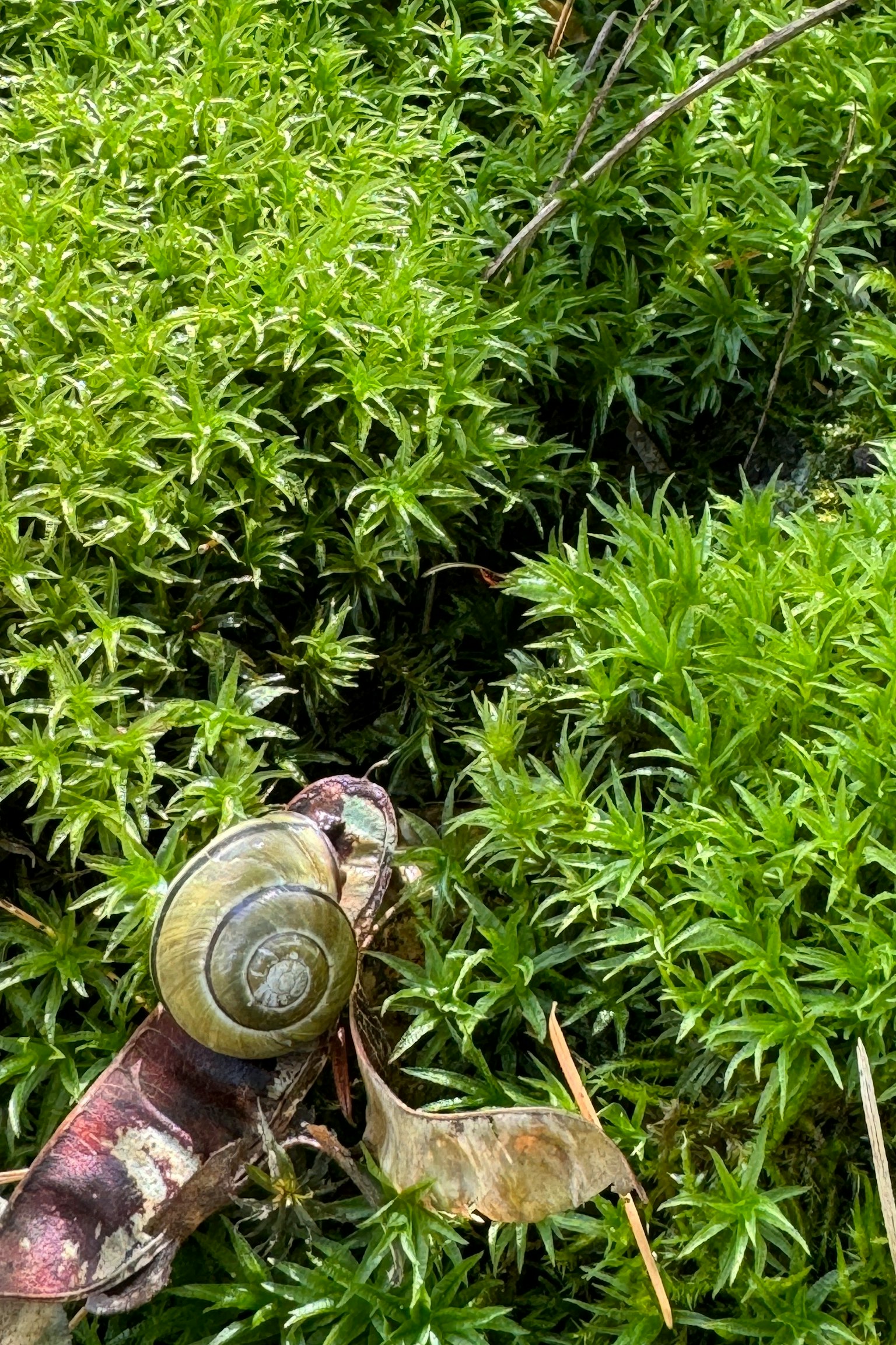 Gambar seekor siput di antara tanaman hijau