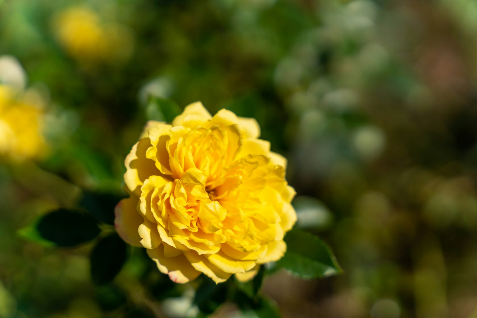 Lebendige gelbe Rose umgeben von grünen Blättern