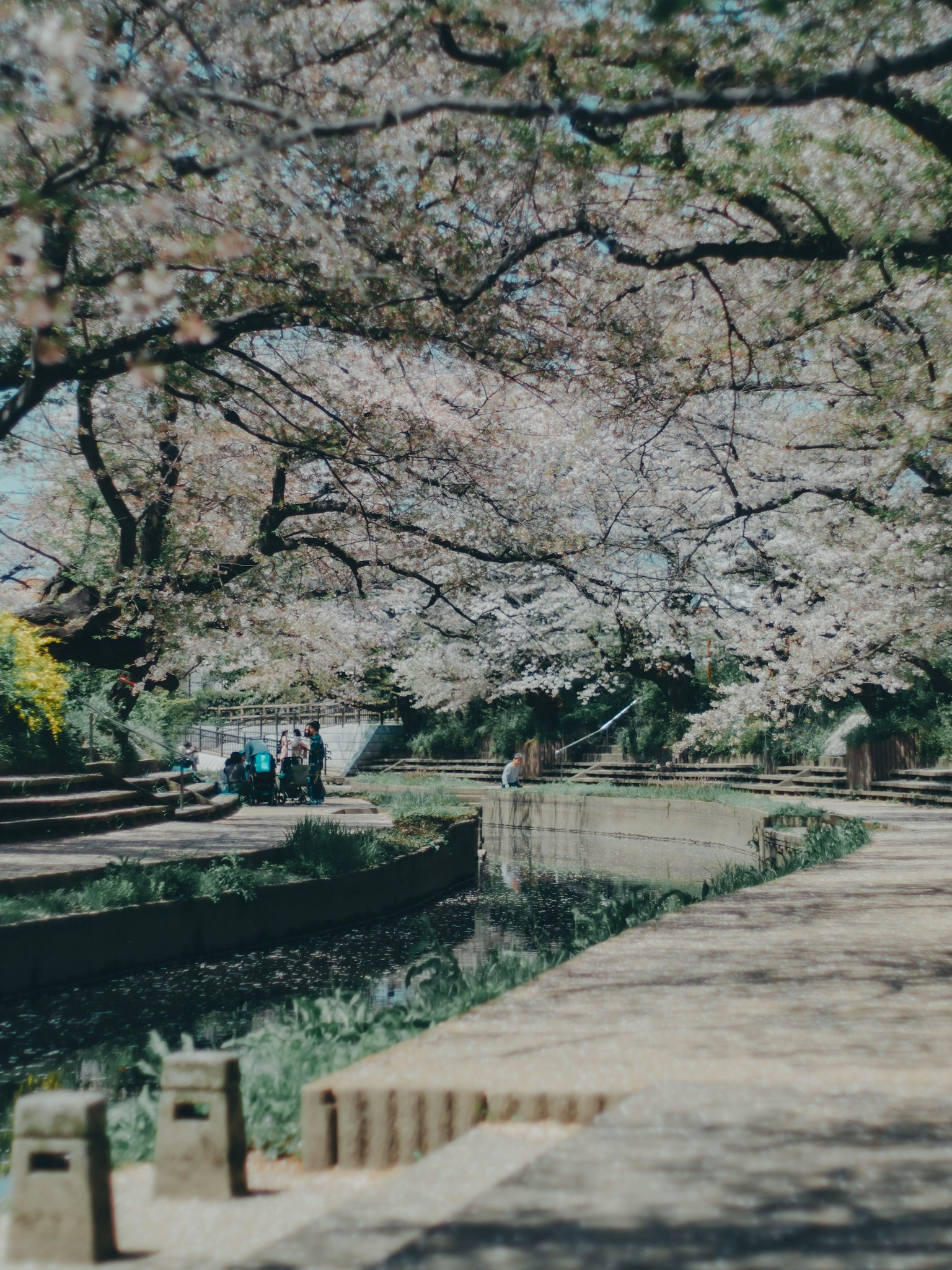 Chemin le long d'une rivière avec des cerisiers en fleurs