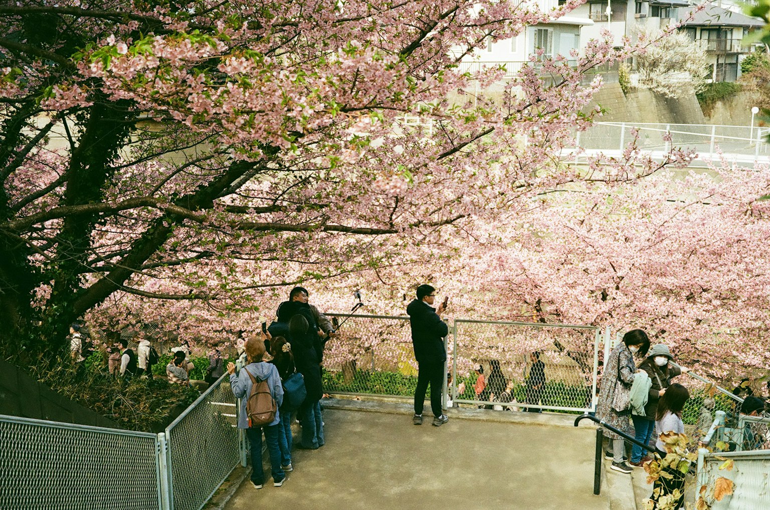 People enjoying under cherry blossom trees