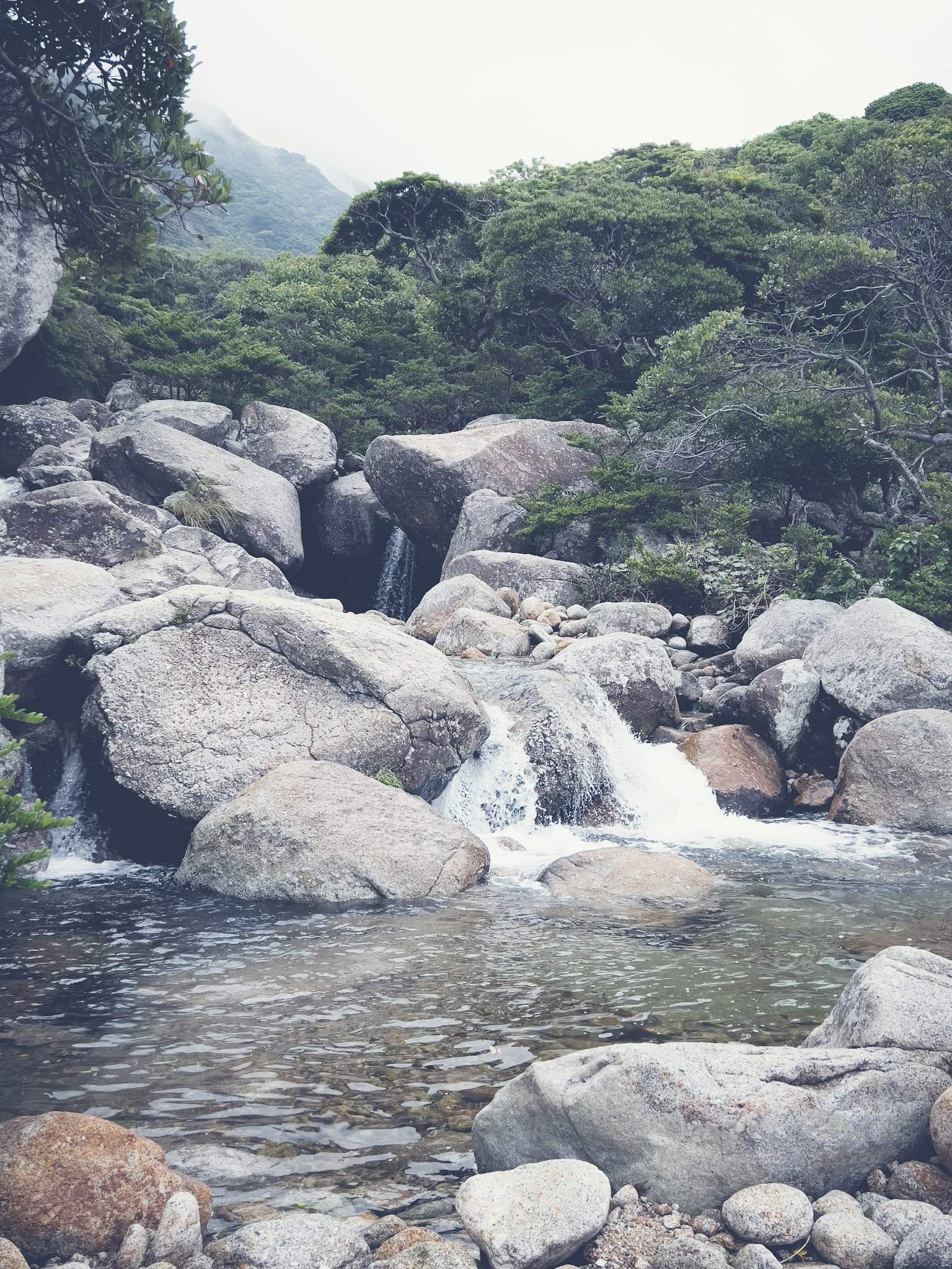 Vue pittoresque d'un ruisseau entouré d'une végétation luxuriante avec de gros rochers et de l'eau qui coule