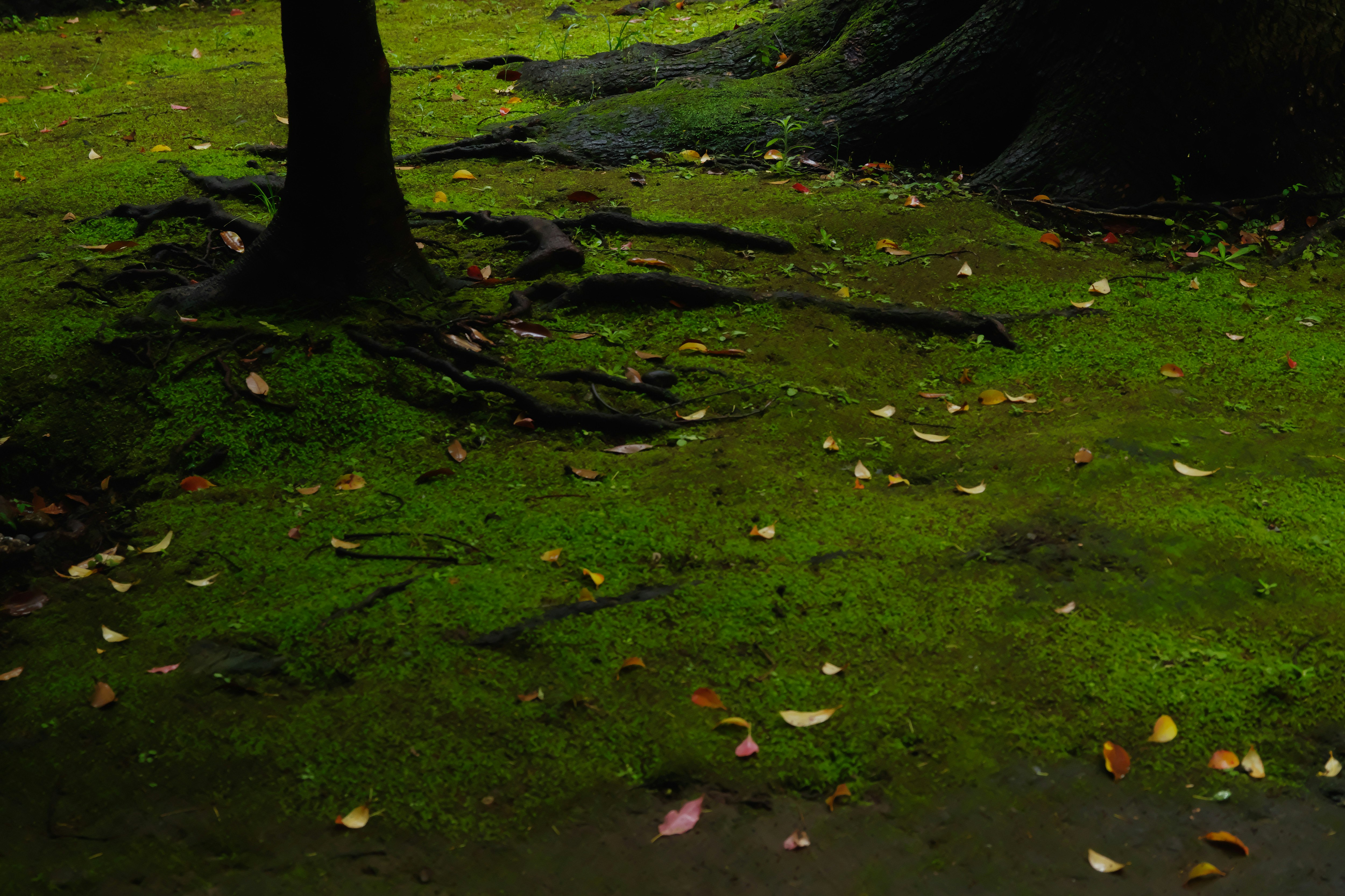 长满青苔的地面与神社树根处