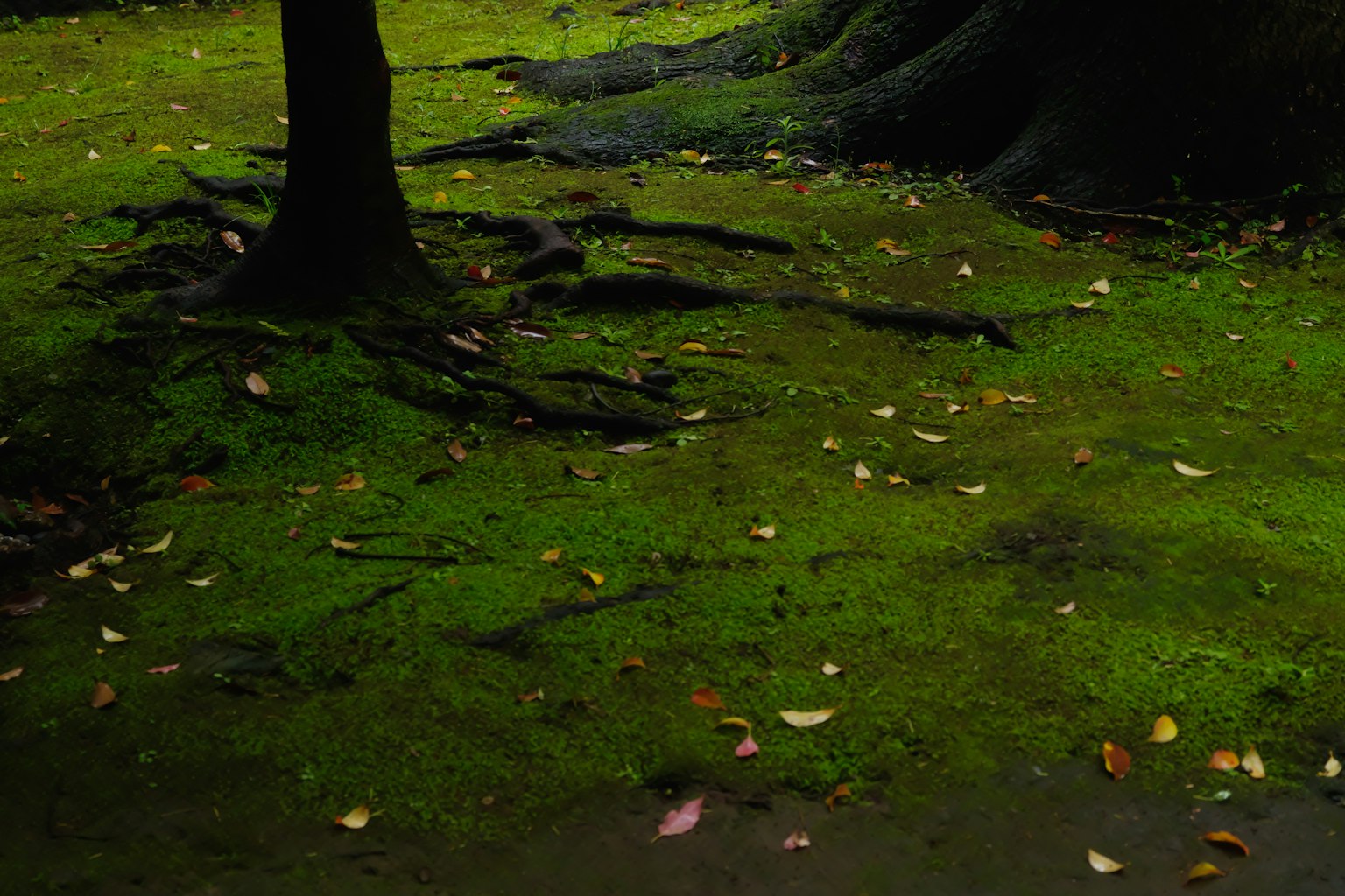 覆蓋著苔蘚的地面和樹根的風景