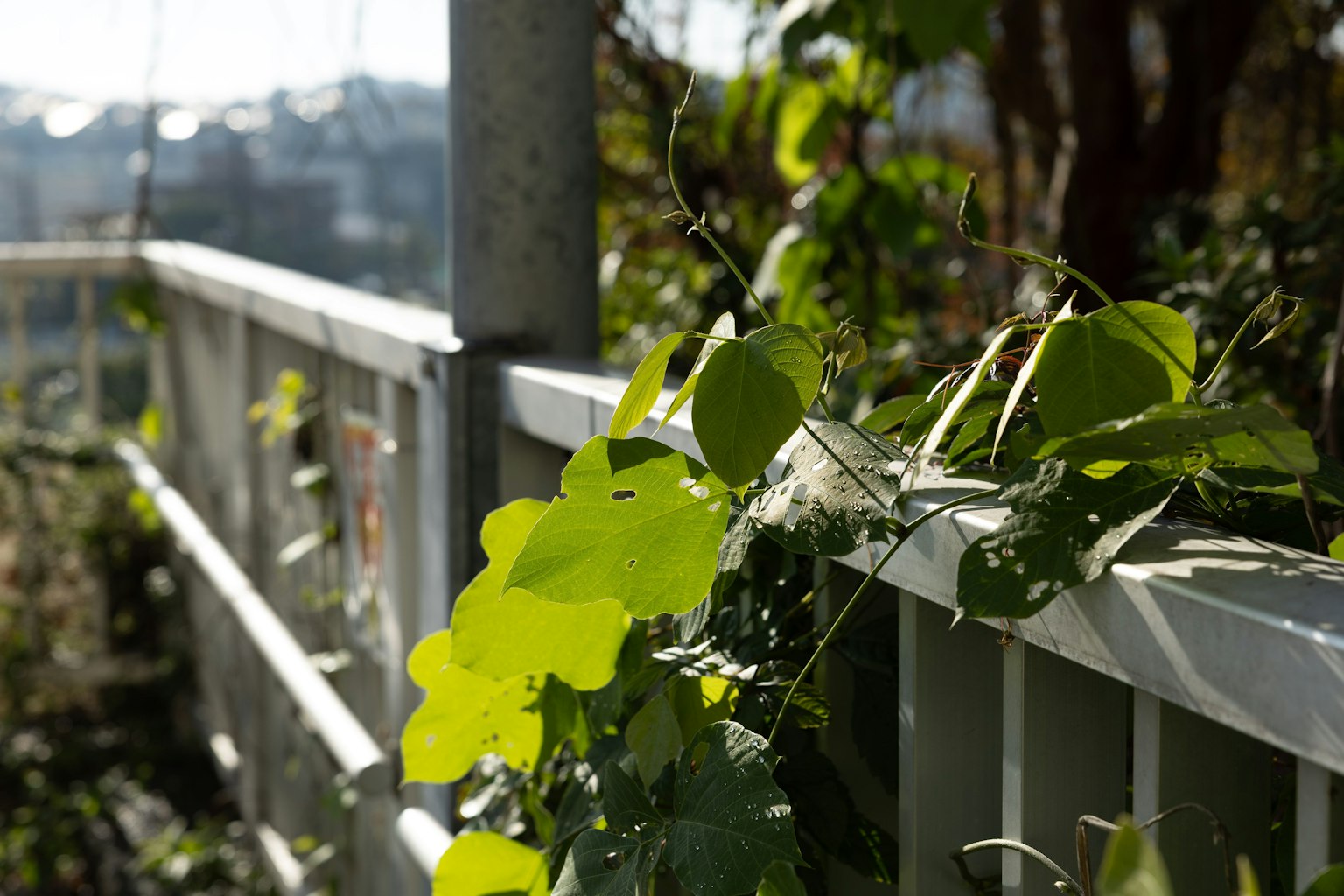 Primer plano de hojas verdes trepando por una cerca blanca
