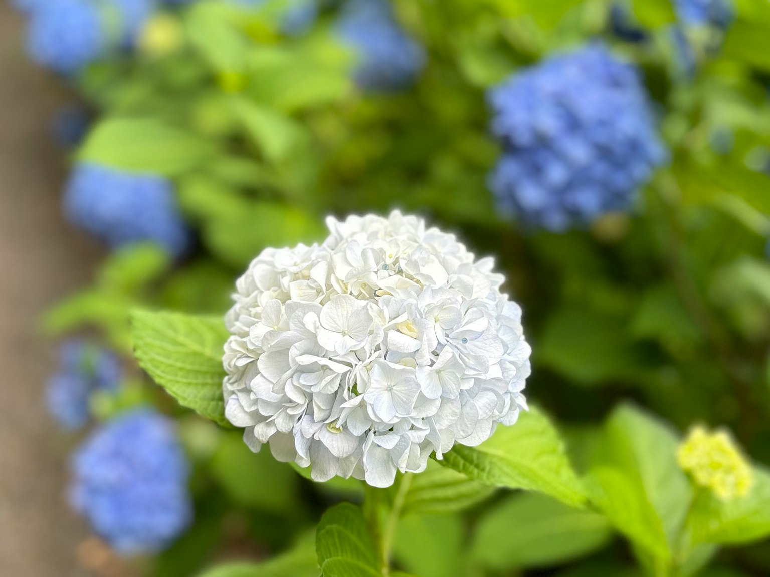 Fiore di ortensia bianca con ortensie blu sullo sfondo