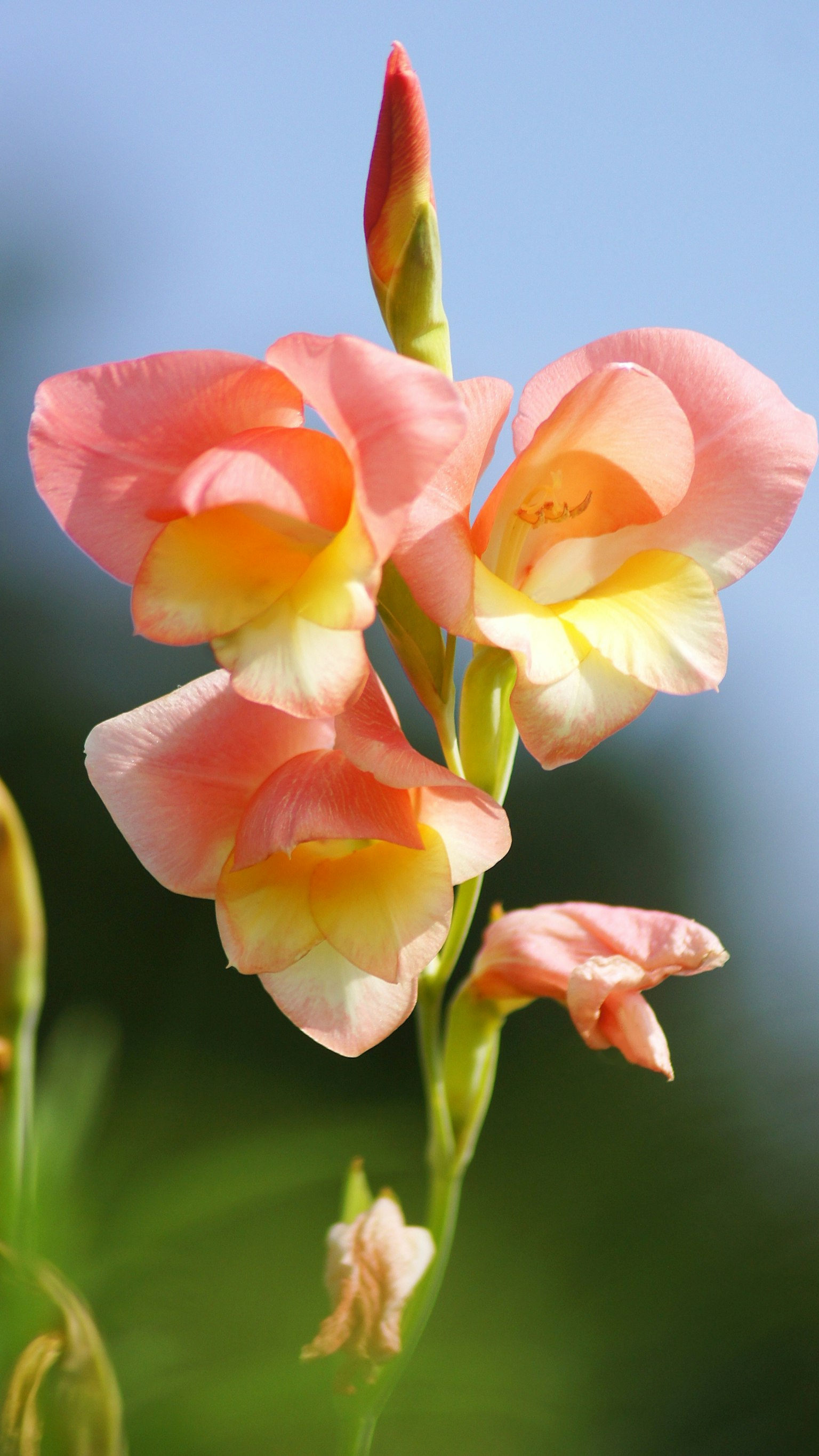 Gladiolenblume mit sanften rosa und gelben Blütenblättern, die unter einem blauen Himmel blüht