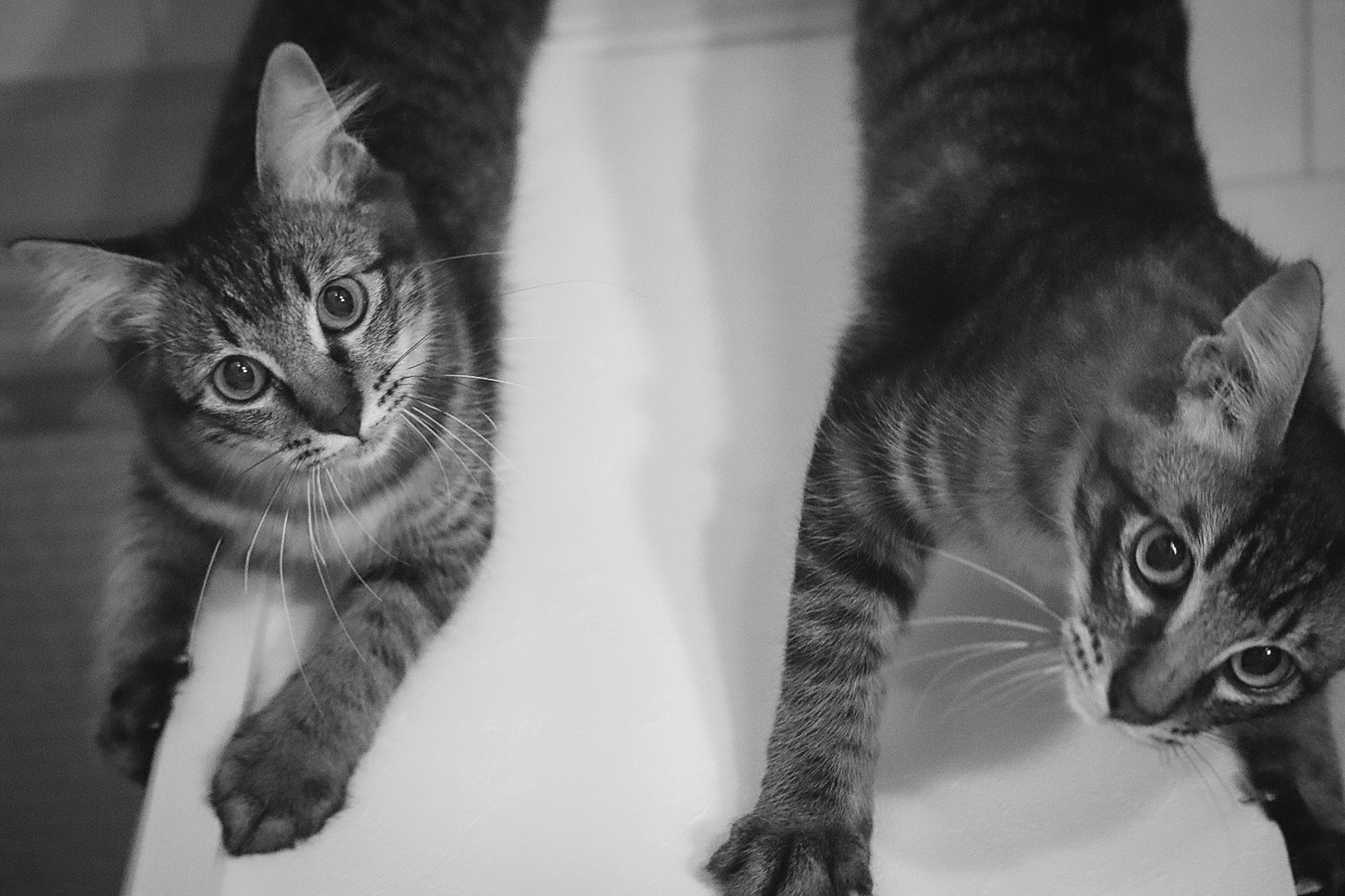 白黒のきょうだい猫が寄り添う室内の様子