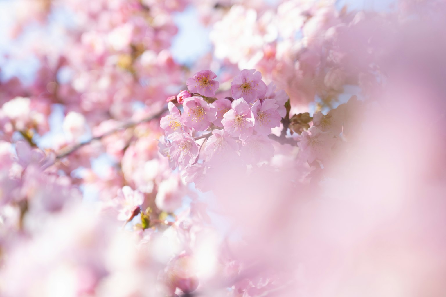 Sanfter rosa Hintergrund blühender Kirschblüten