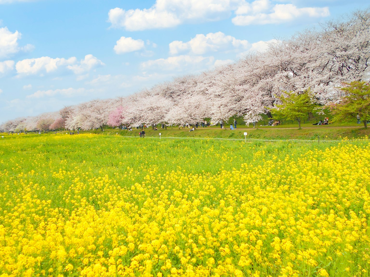 Paysage vibrant avec des fleurs jaunes et des cerisiers en fleurs