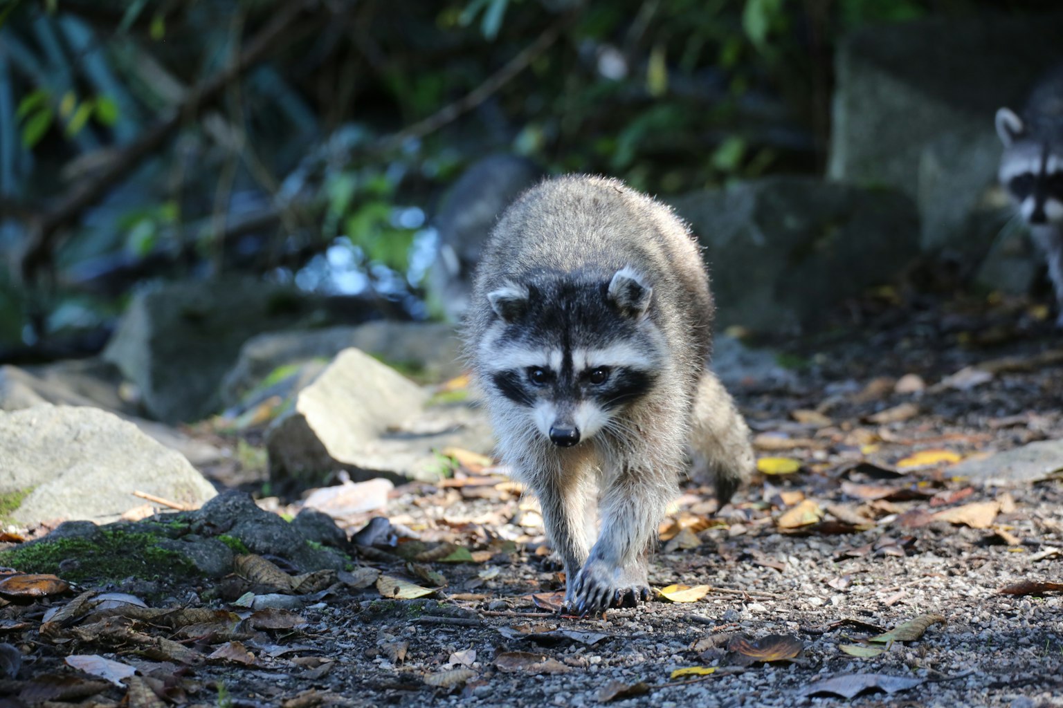 Mapache caminando por un sendero rodeado de piedras y follaje verde