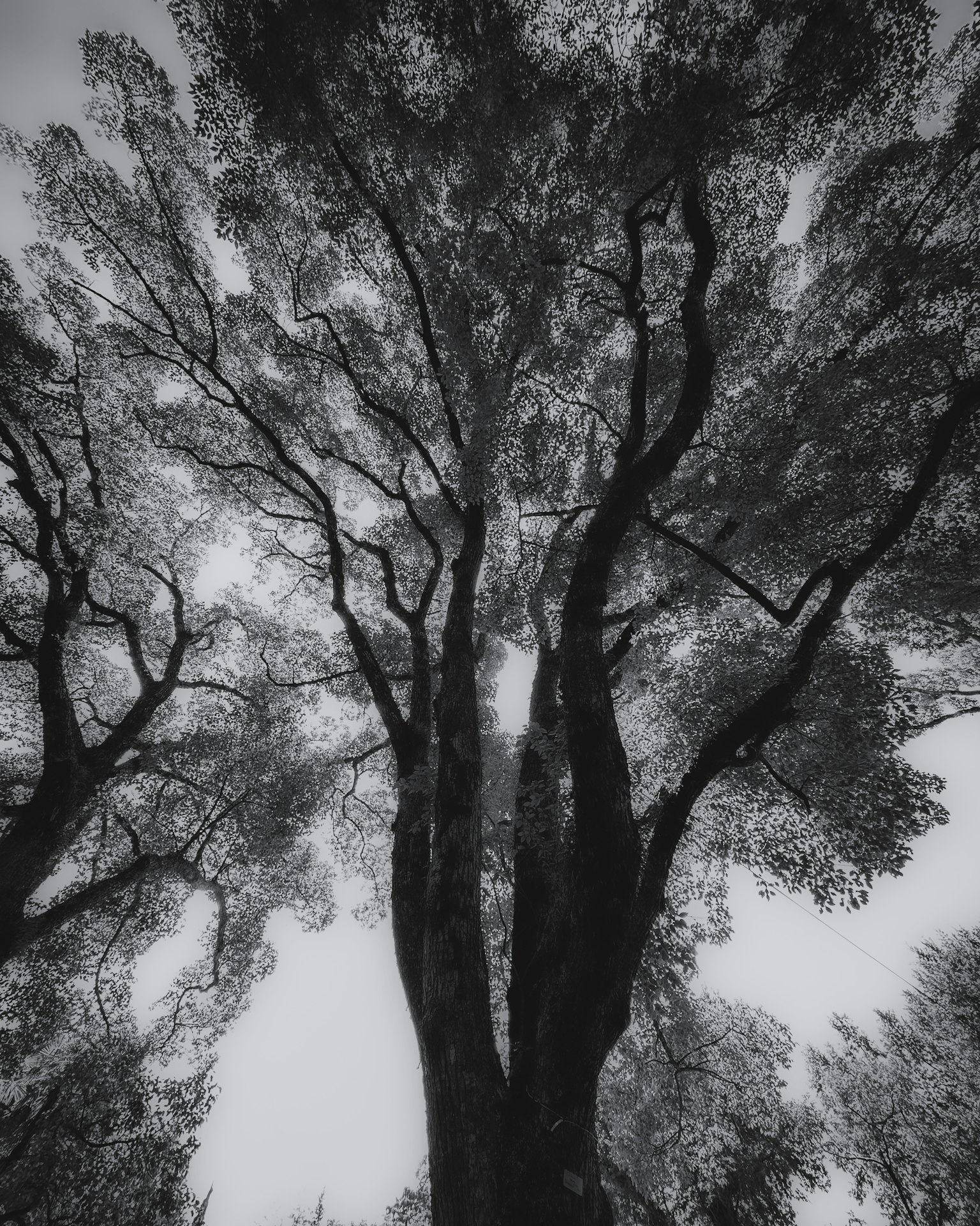 Foto in bianco e nero che guarda verso l'alto degli alberi alti